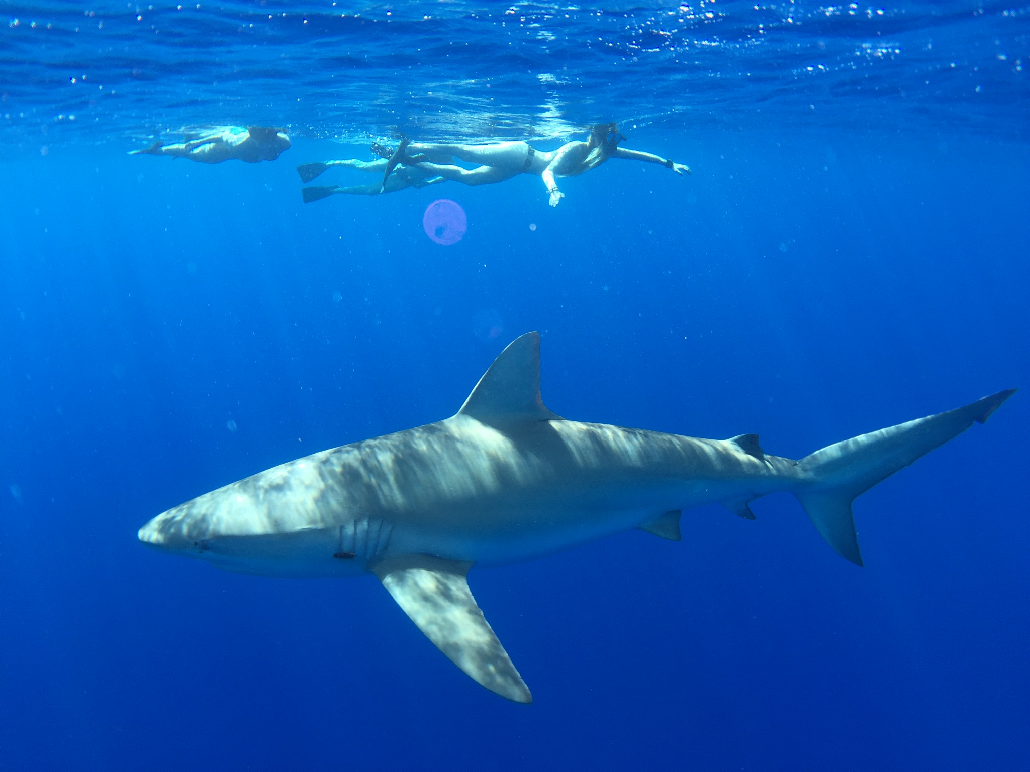 Miranda repairs your wetsuits and swims with sharks. For fun.