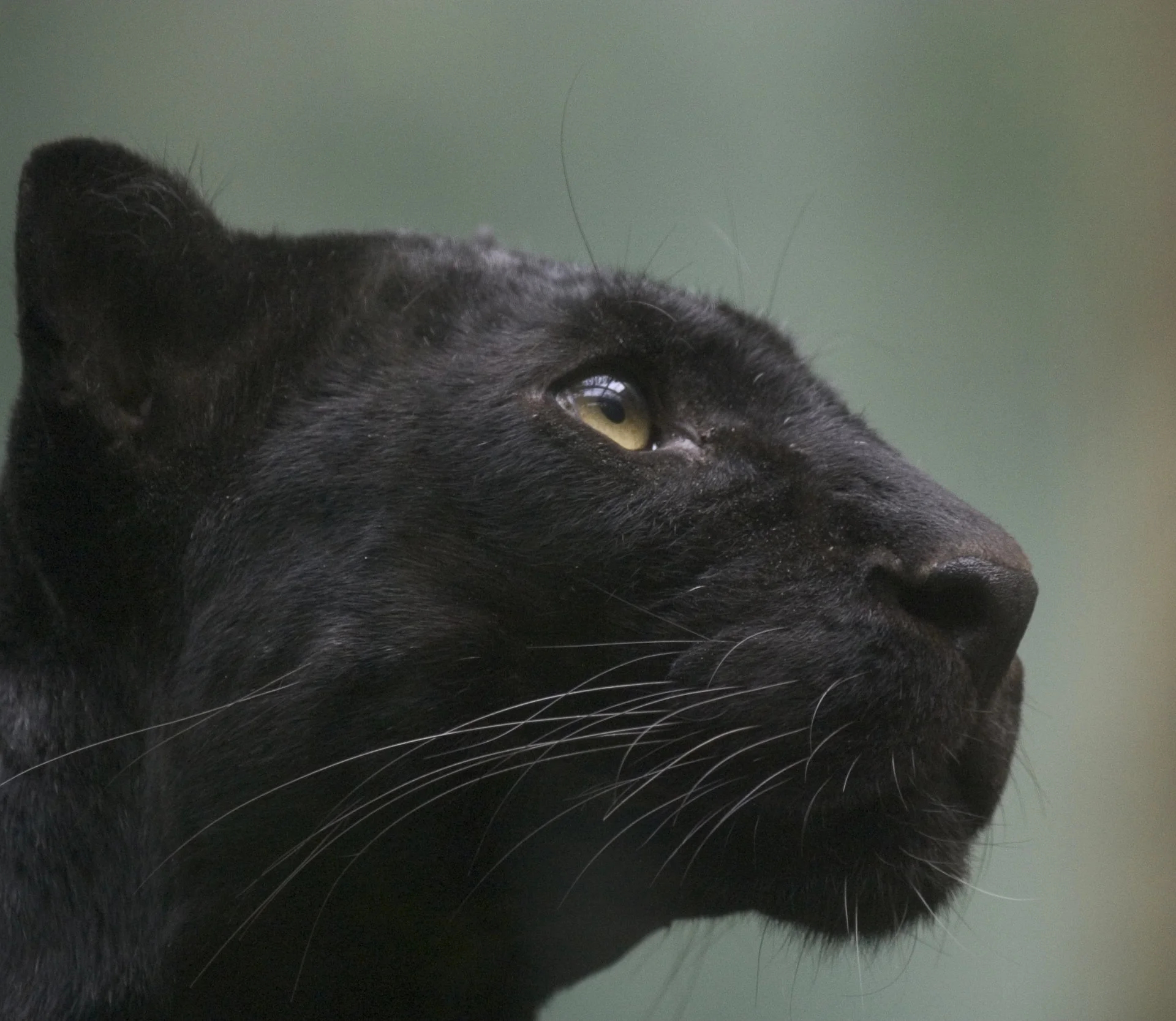 black-panther.jpg