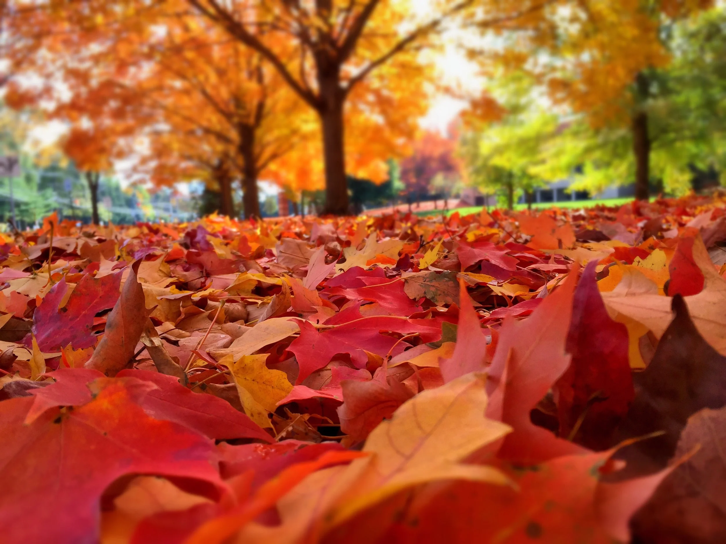 tree-fall.jpg