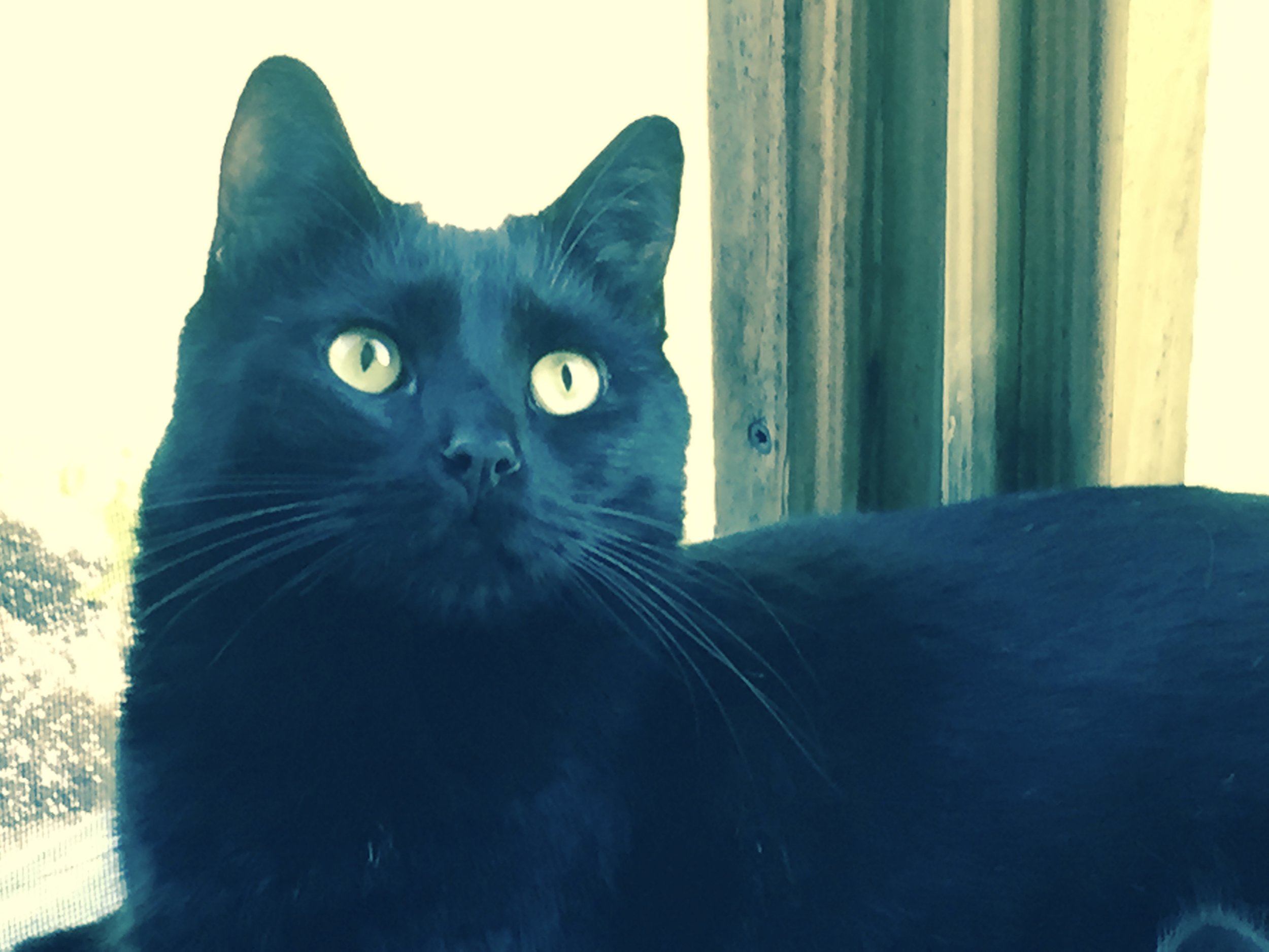 Zeus