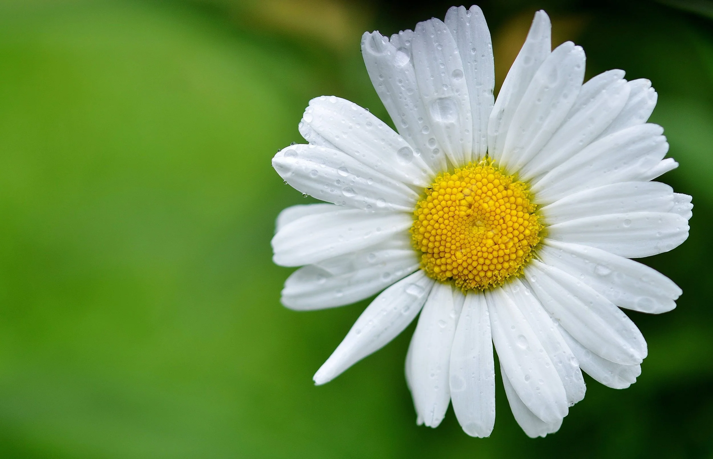bloom-blossom-daisy-68196.jpg