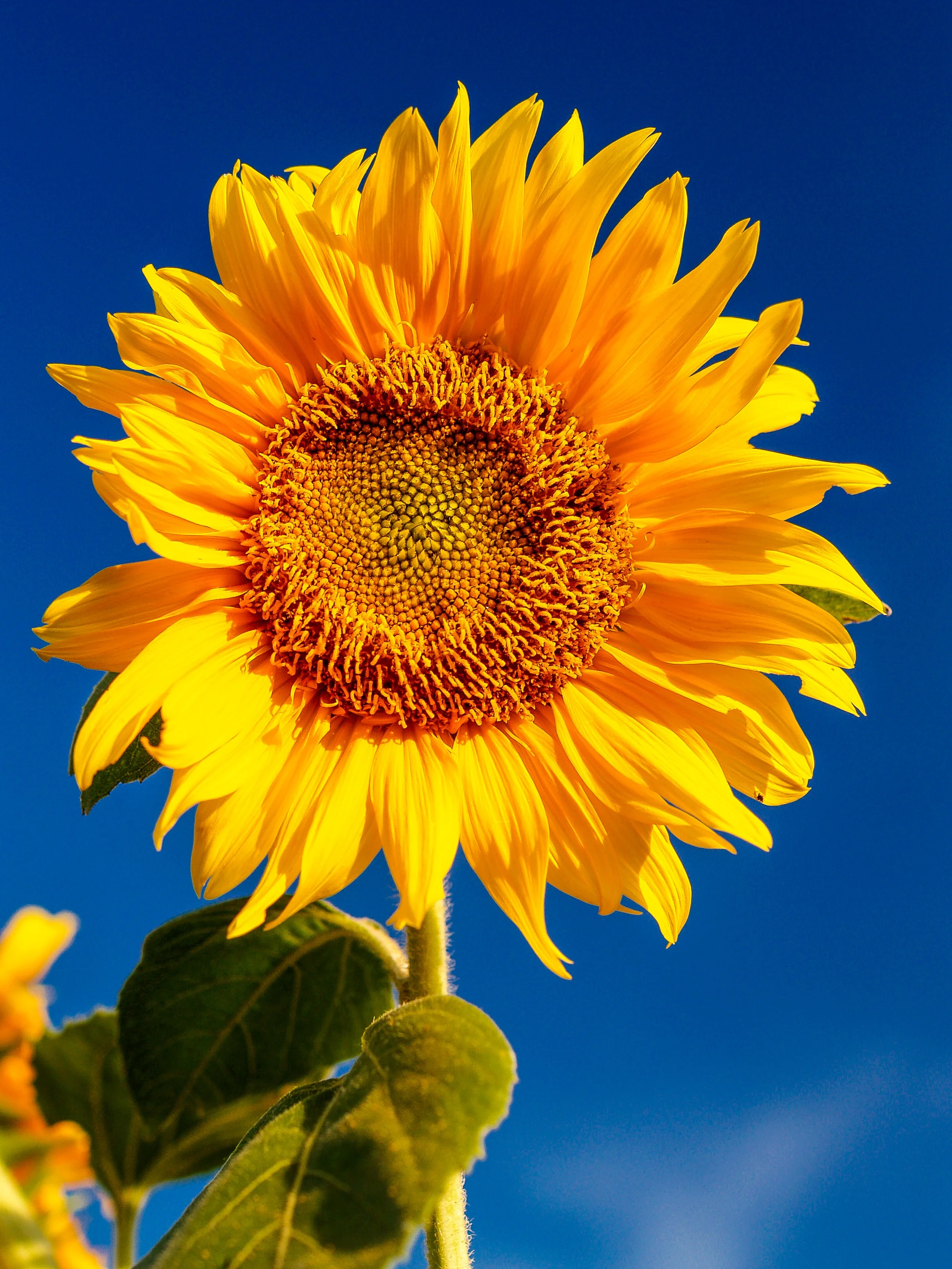 Sunflower.jpg