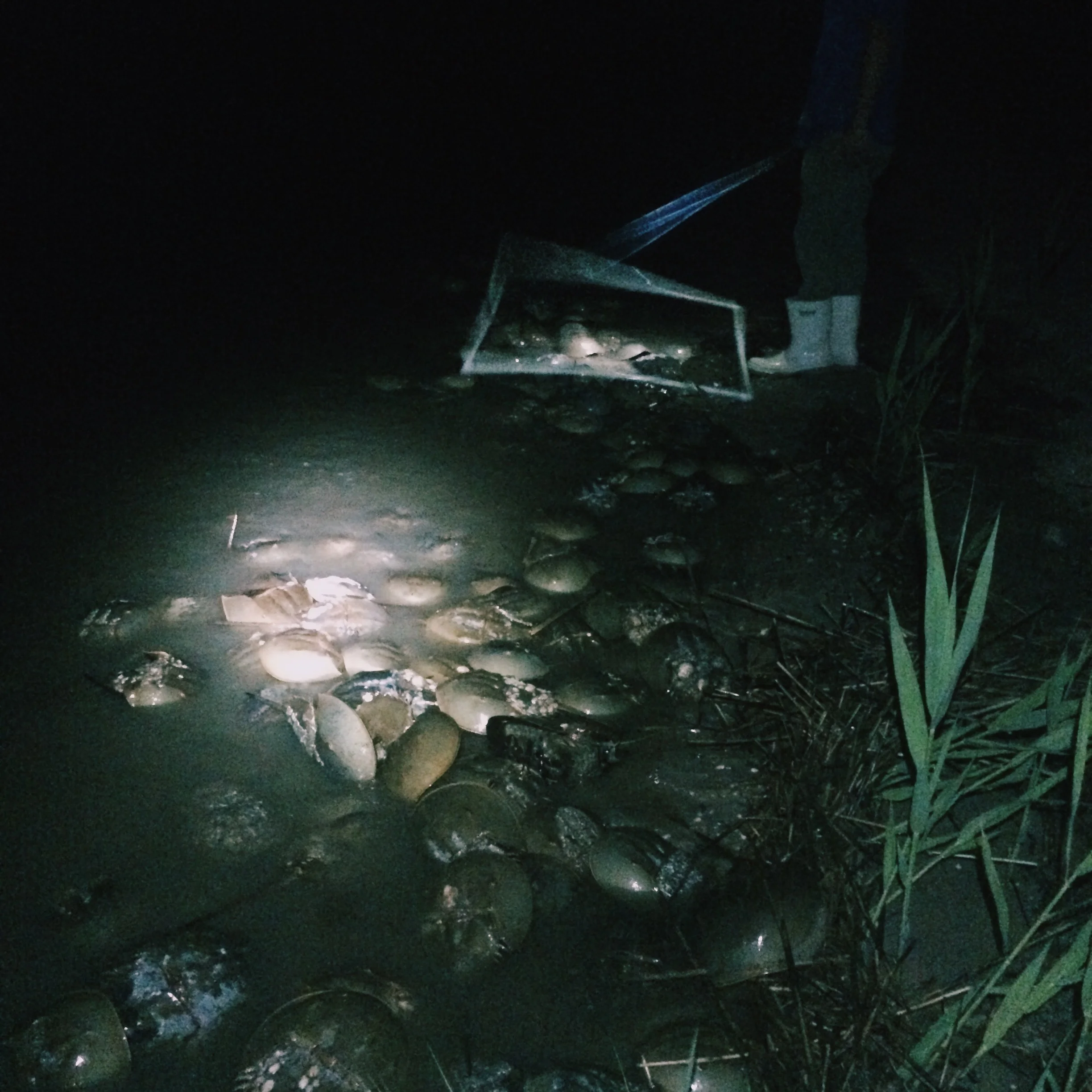 horseshoecrab05.jpg