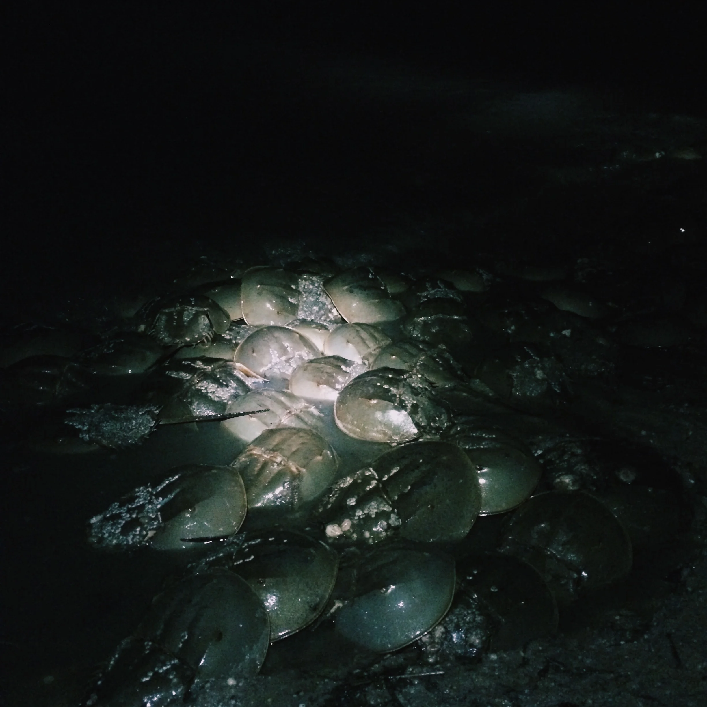 horseshoecrab06.jpg