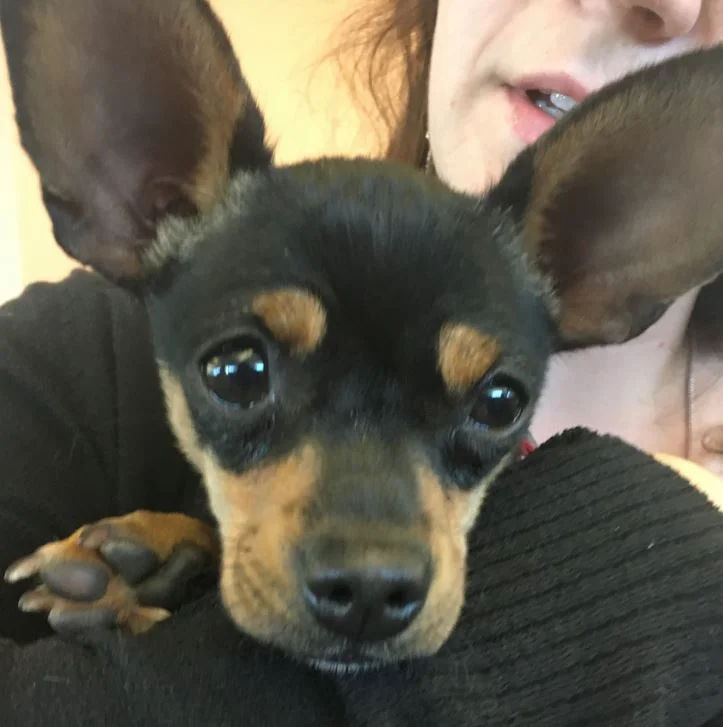 "Bruno" is September City Hall Pet of the Month 