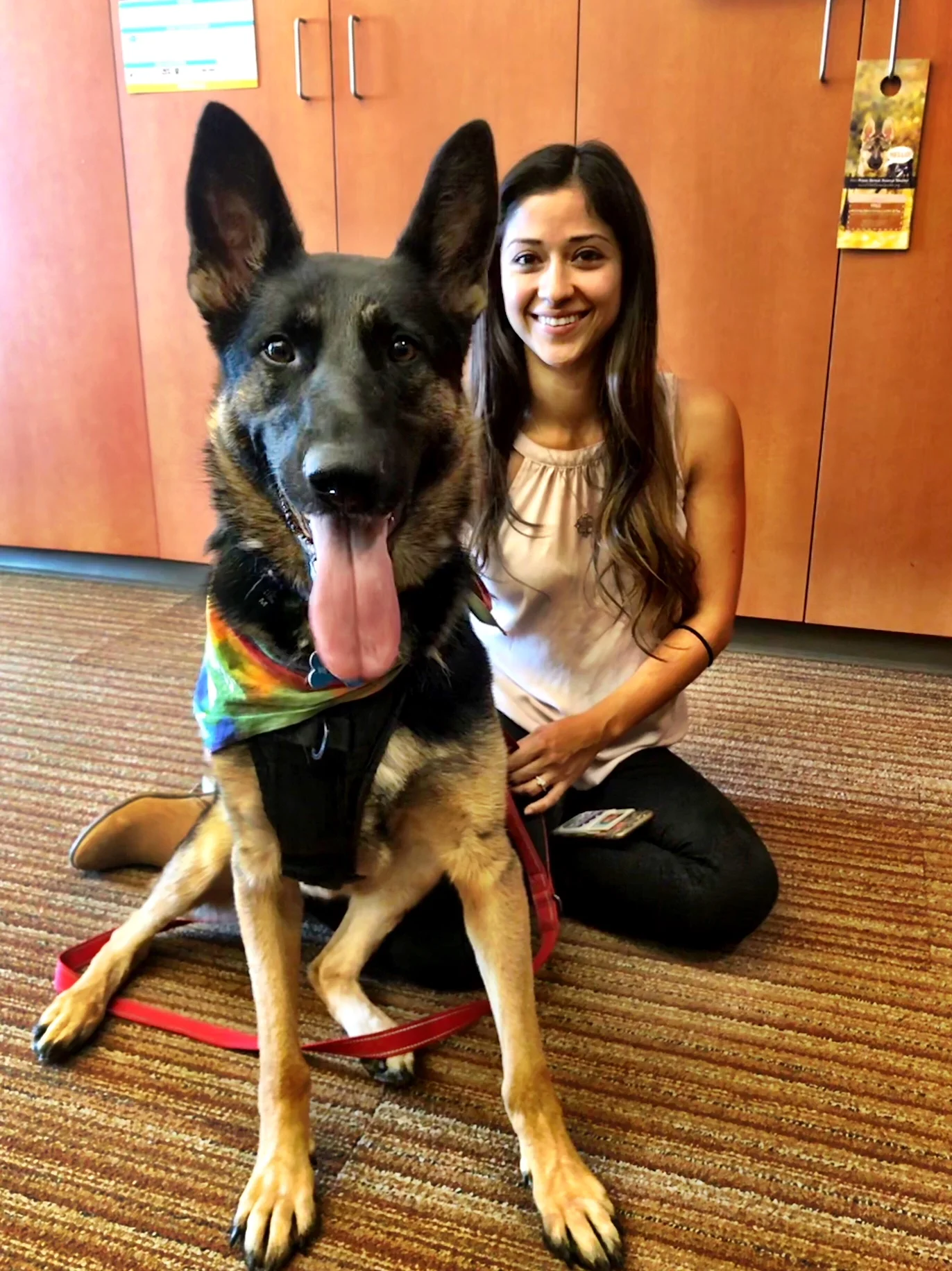 Adorable German sherpherd, Evee, seeks new home 