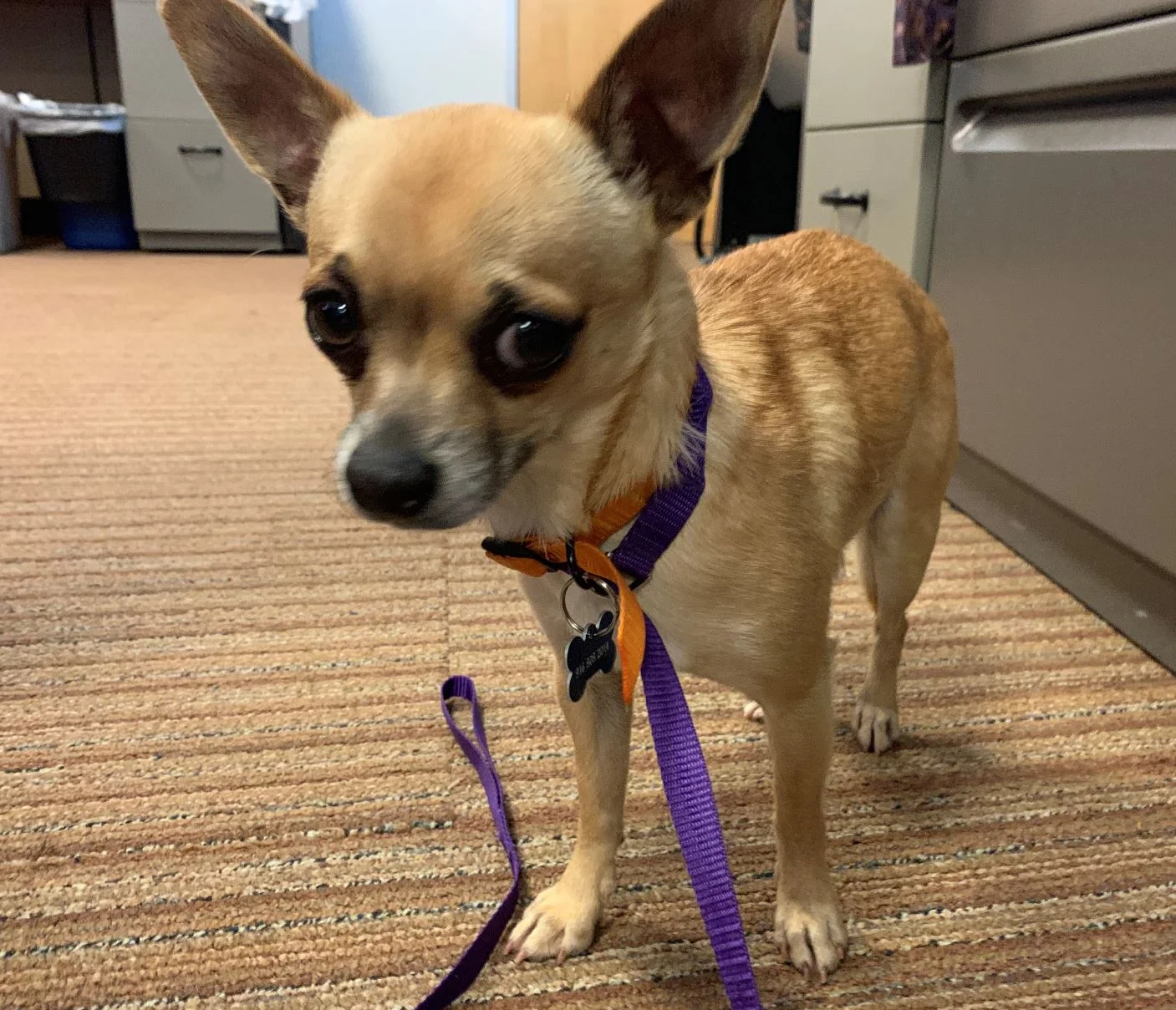 Chip the Chihuahua is City Hall Pet of the Month 