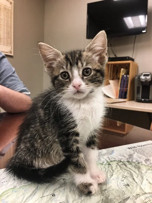 So many kittens!  Meet the City Hall Pet(s) of the Month 