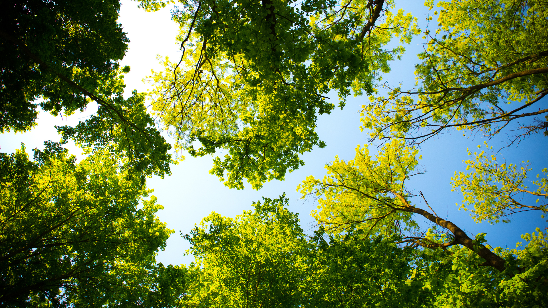 Growing Green: Sacramento Unveils Draft Urban Forest Plan and Secures ...