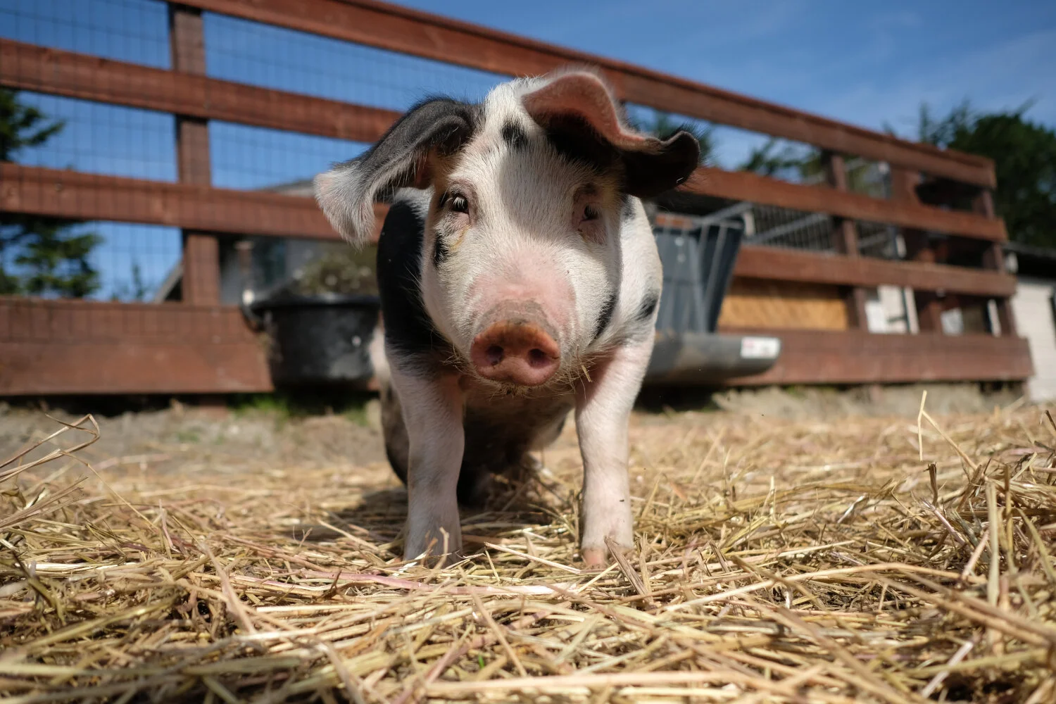 Sweet Farm are a charity you can trust! Every single dollar goes to caring for the animals. Don’t take our word for it, come visit and see for yourself.
