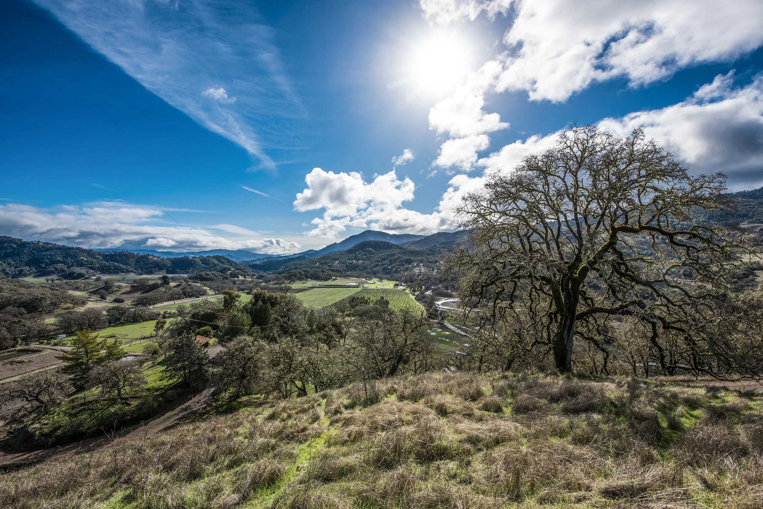 Hopland In Camera 1.jpg