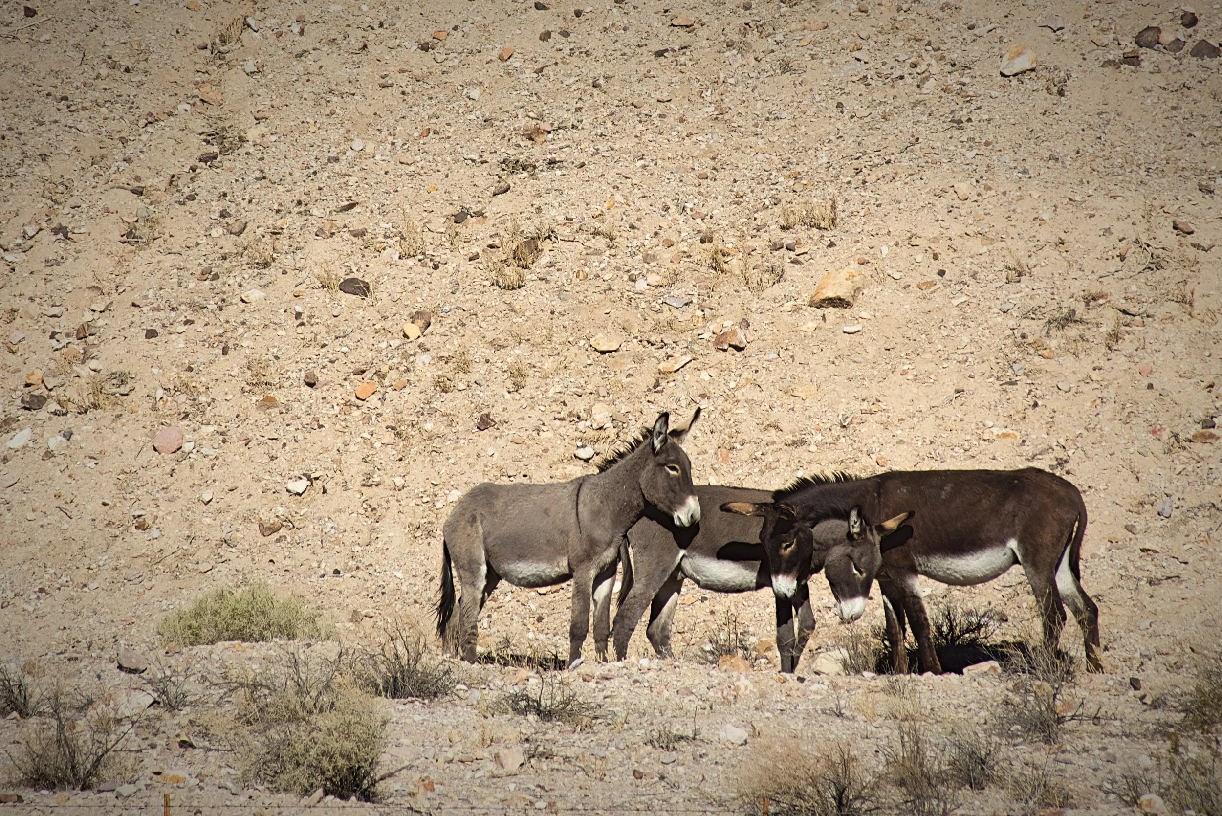 Wild burros outside Beatty, Nevada.