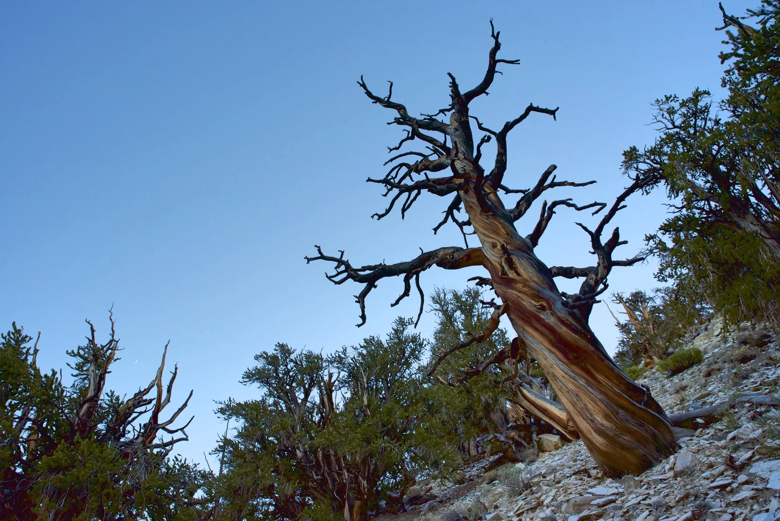 In Search Of The Methuselah Tree Visiting The Ancient Bristlecone Pine Forest The Vanimals