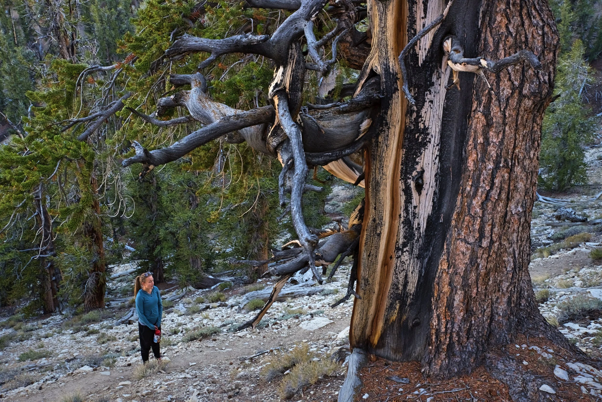 Methuselah may be the oldest, but all the trees in the grove are unfathomably old.