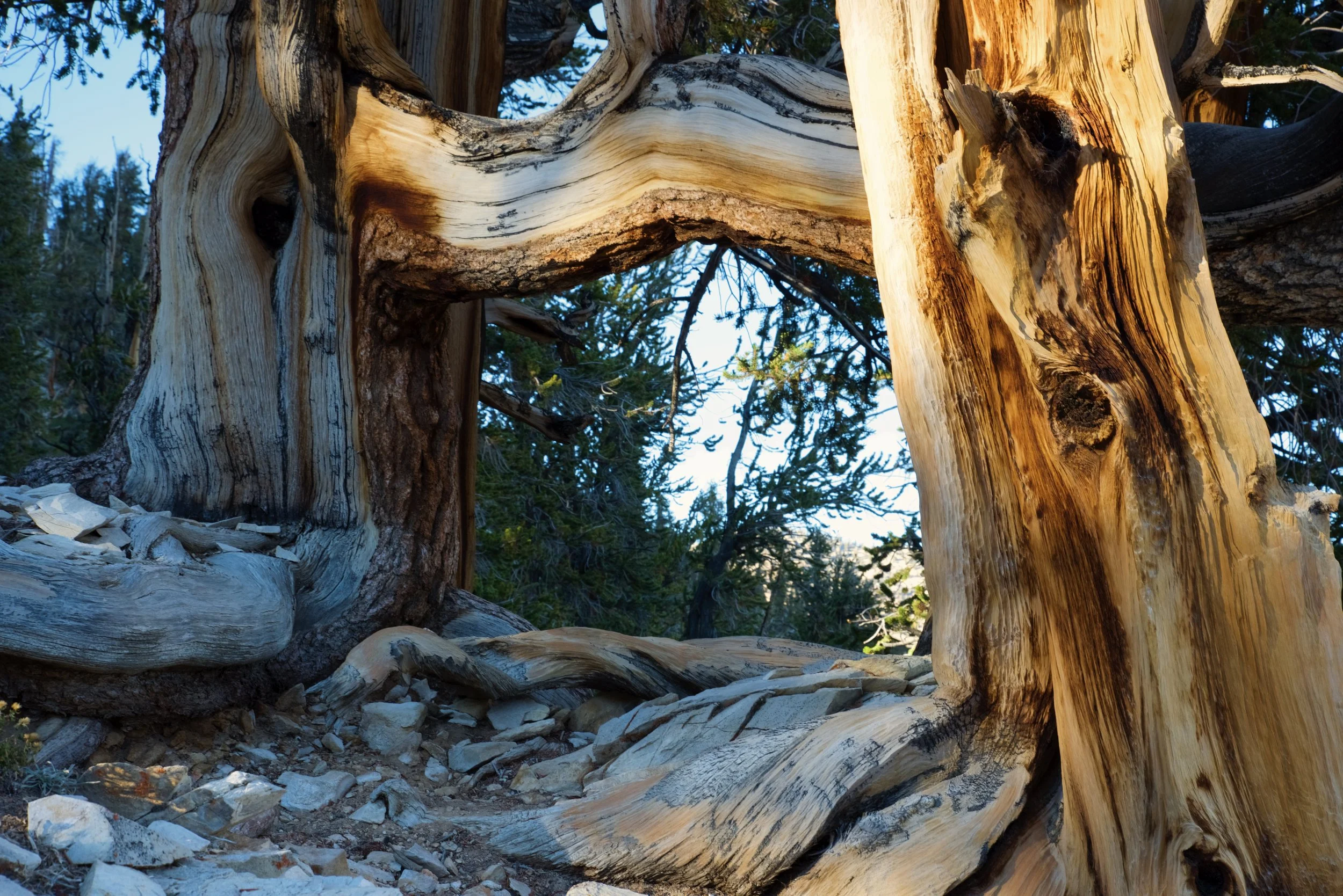 Perhaps one of these is the world’s second oldest tree?