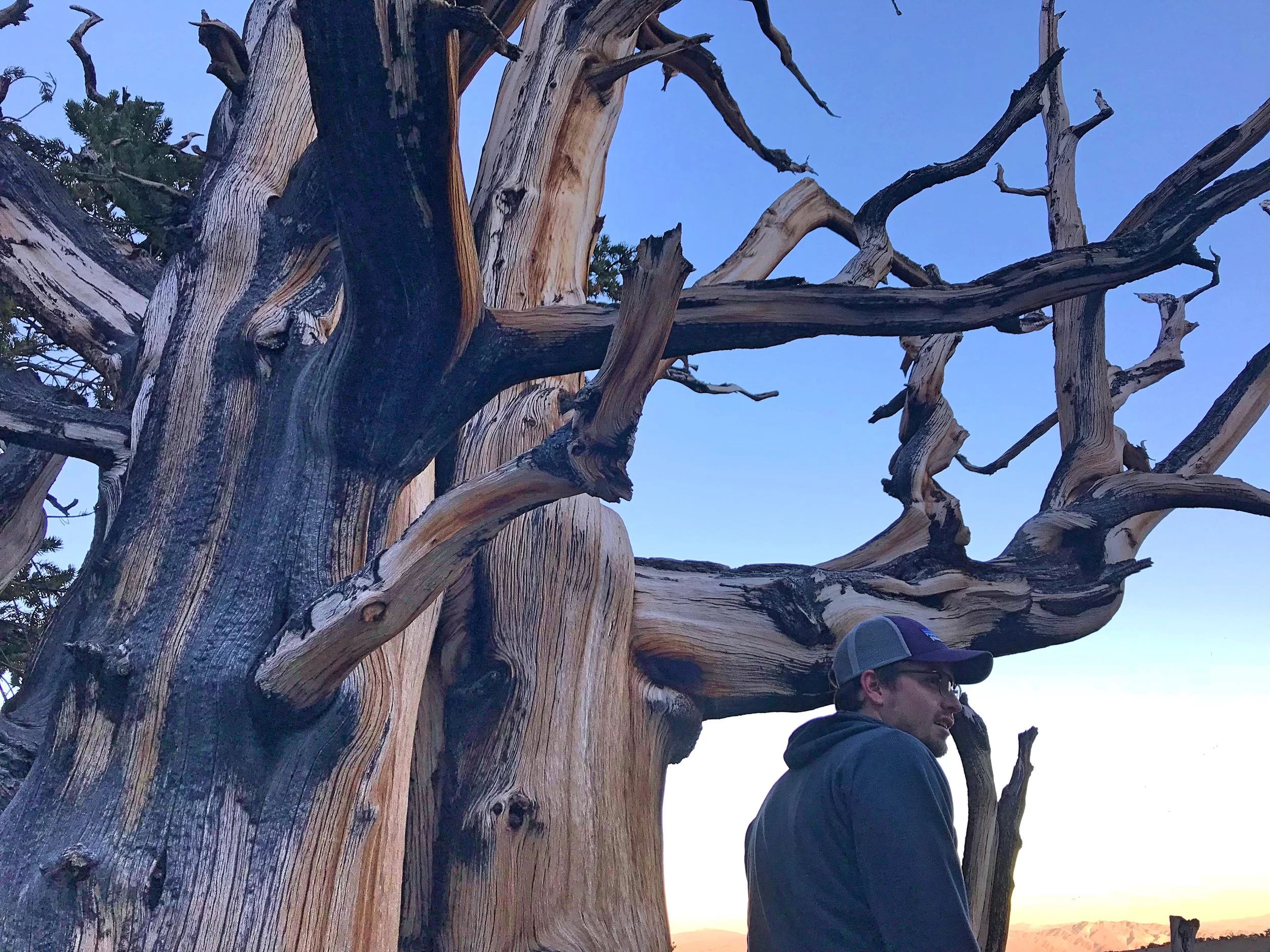 Ian standing by a tree that has lost all of its bark.