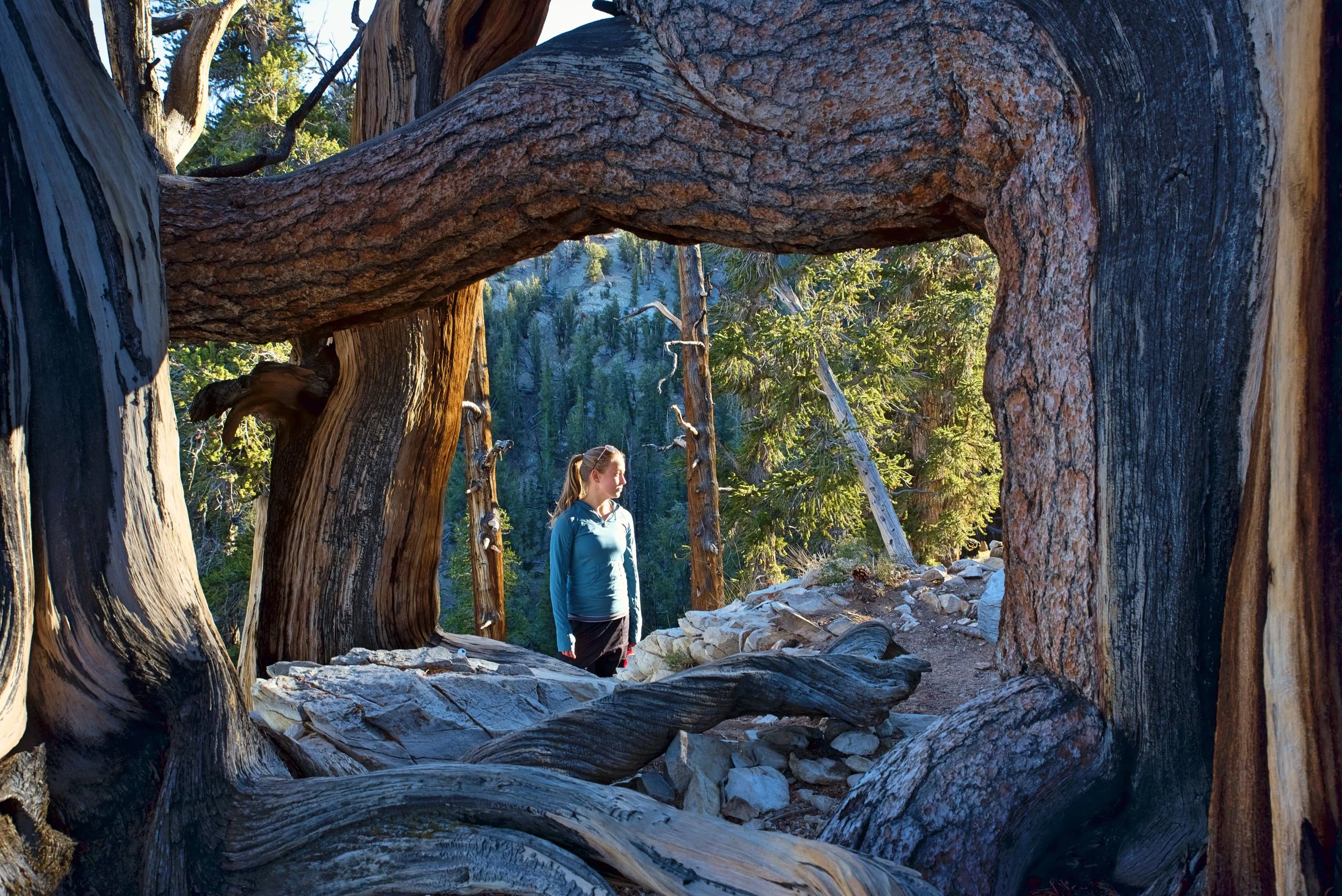 Kaylee enjoying the fading evening light along the Methuselah Trail.