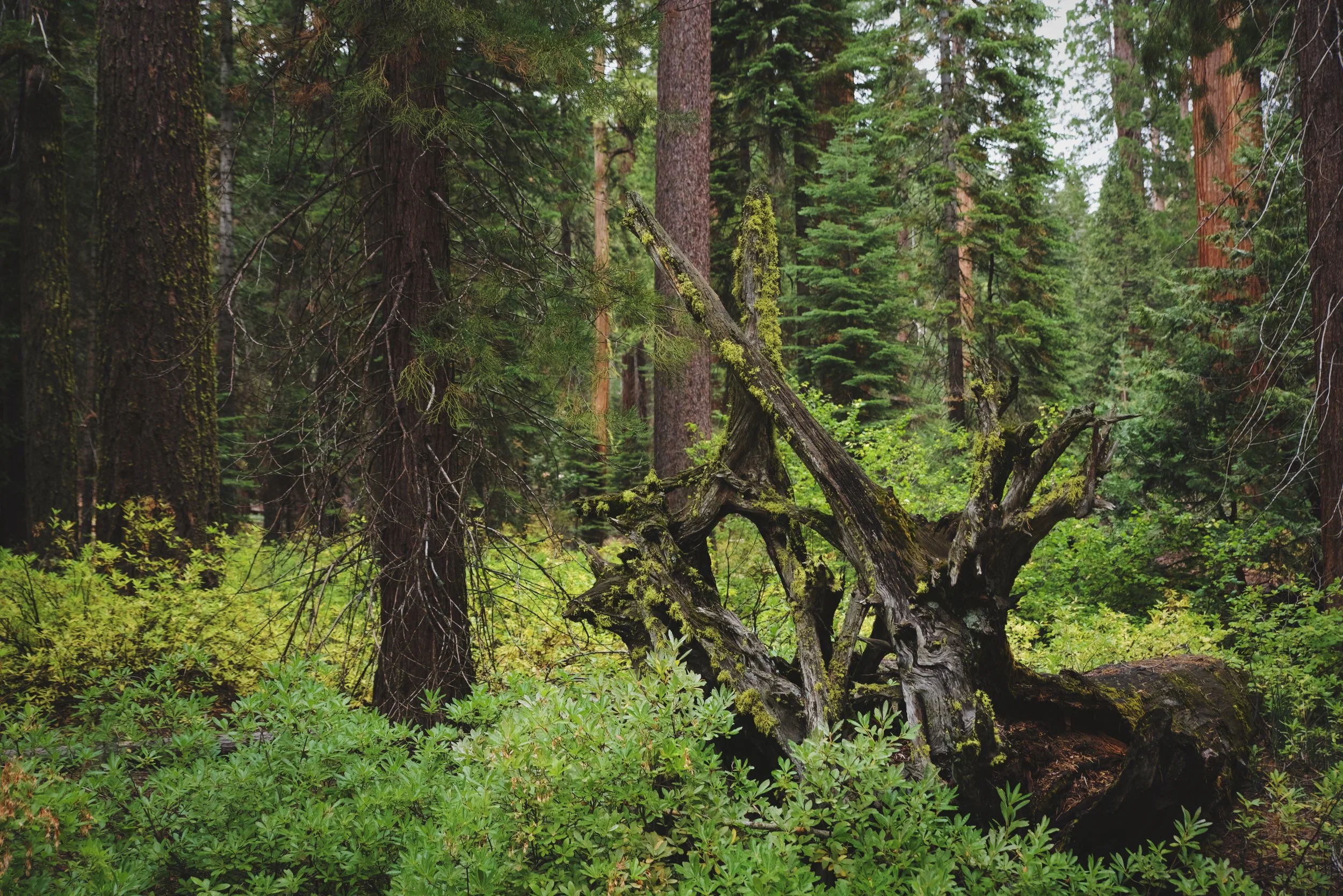 Yosemite was extra green and fresh when we were there because of recent rain.