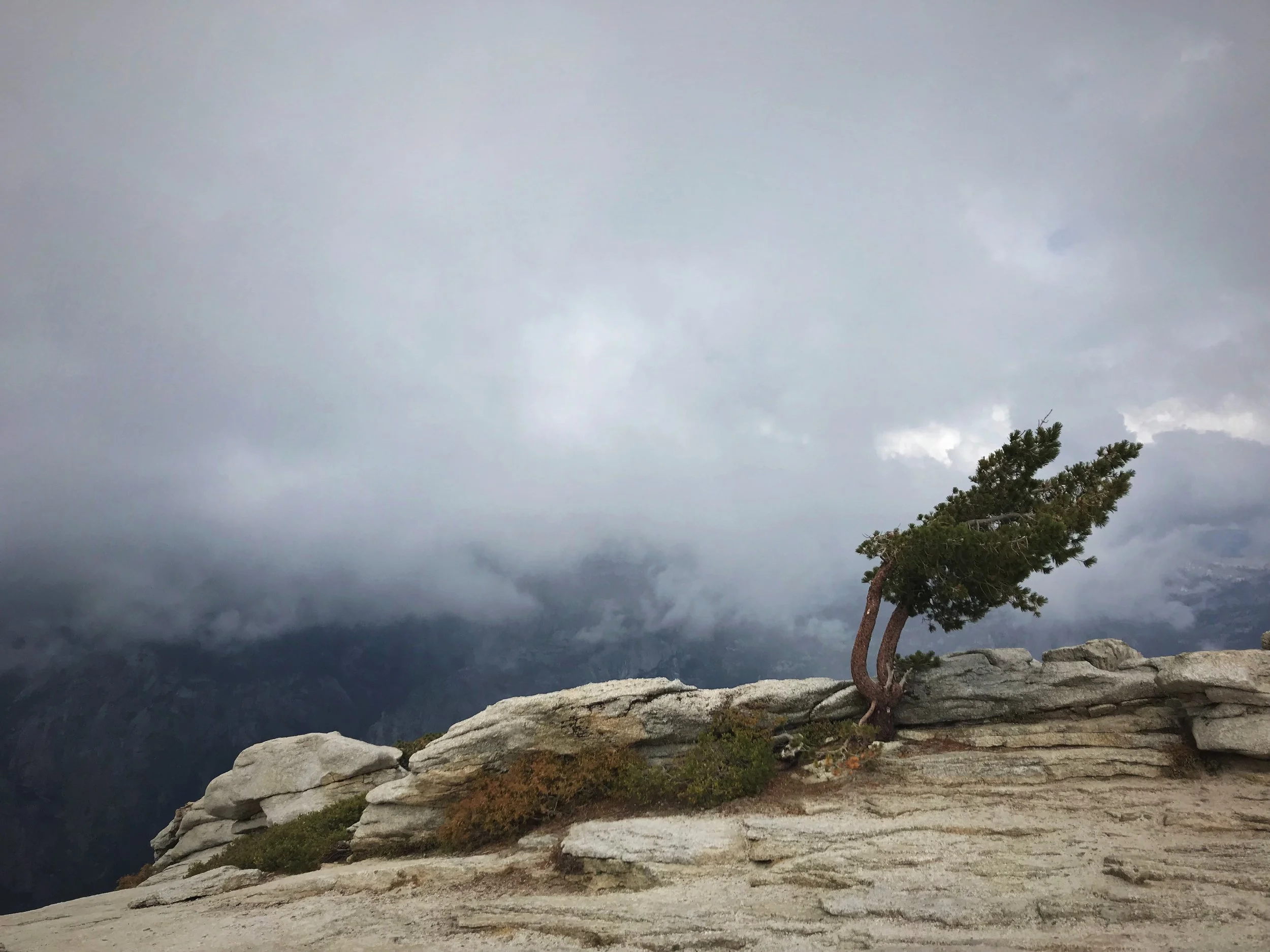 Another windblown pine on top of Sentinel Dome.