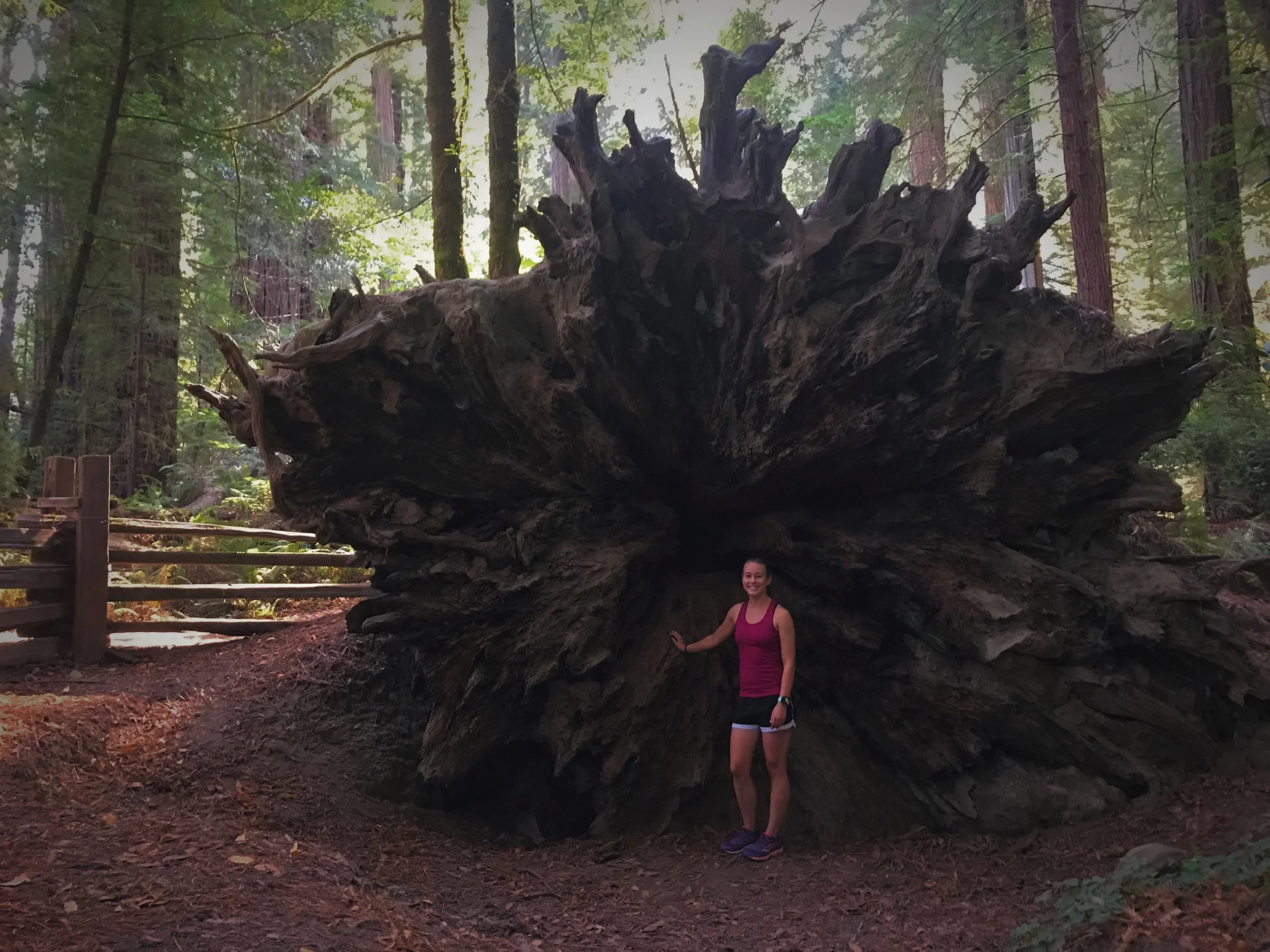 The root balls of the fallen trees are massive!
