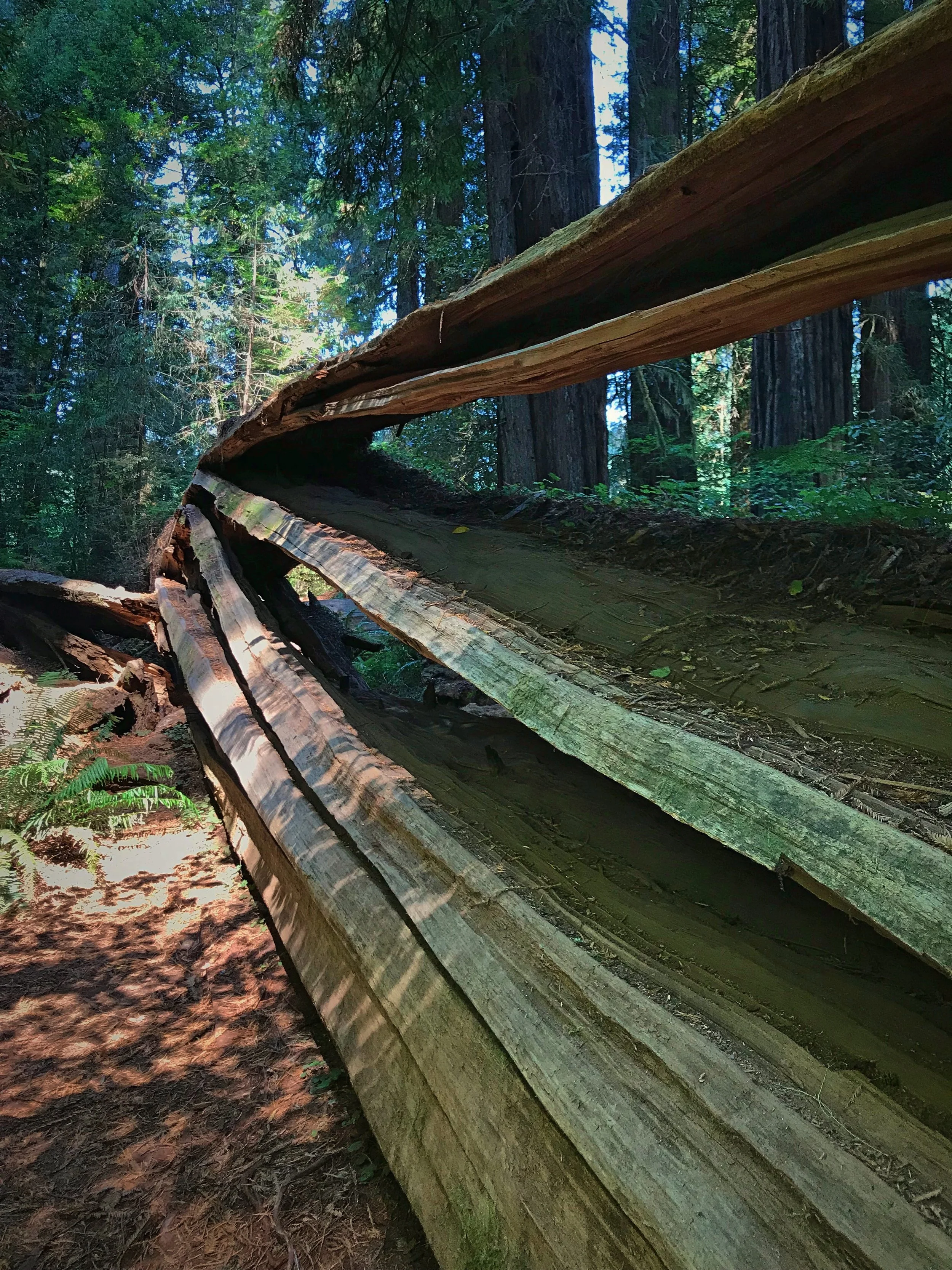 For some reason when this tree fell it split into these layers of planks.