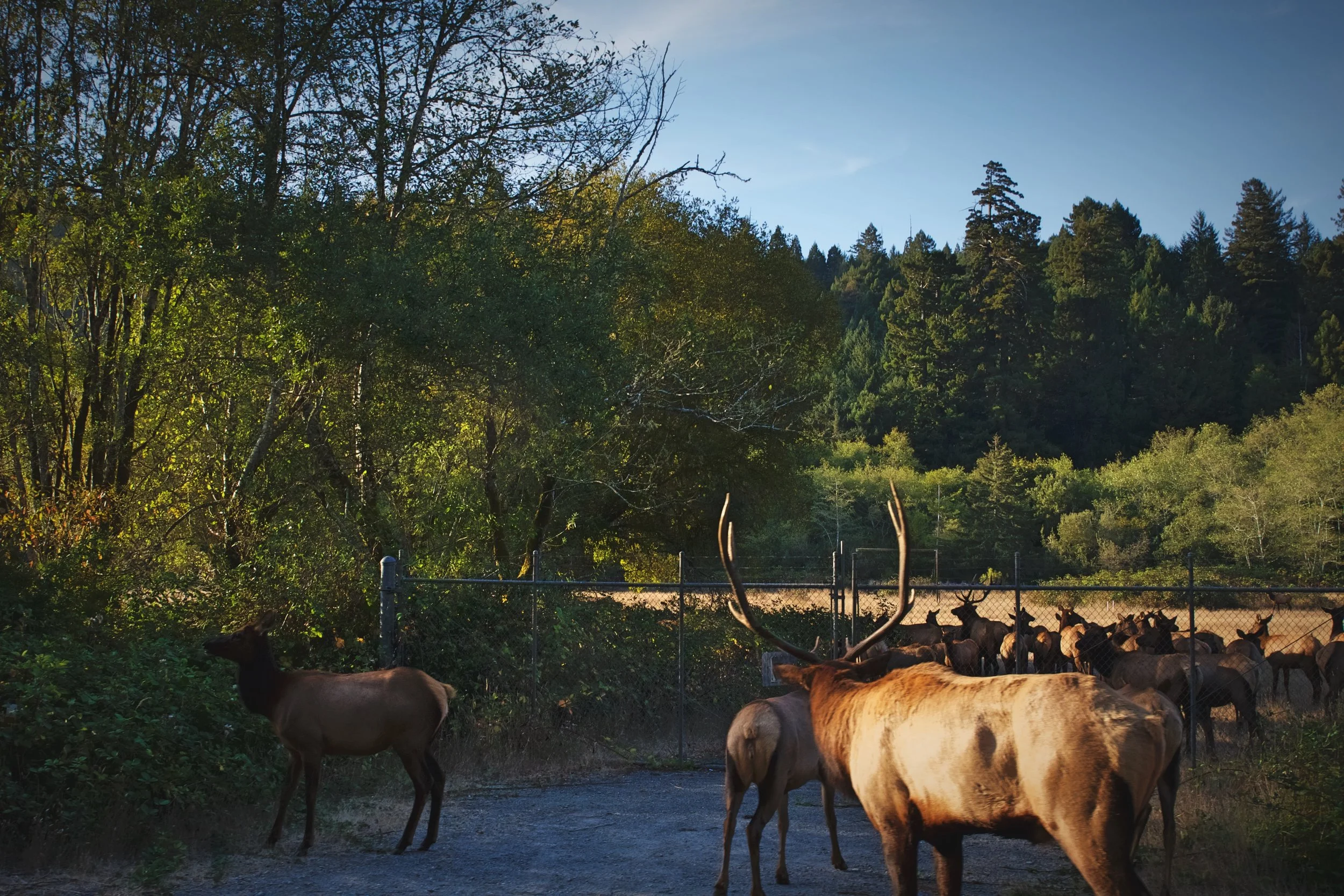 We spotted these elk just off the roadway in Prairie Creek Redwoods State Park, and we had to stop to let them cross.