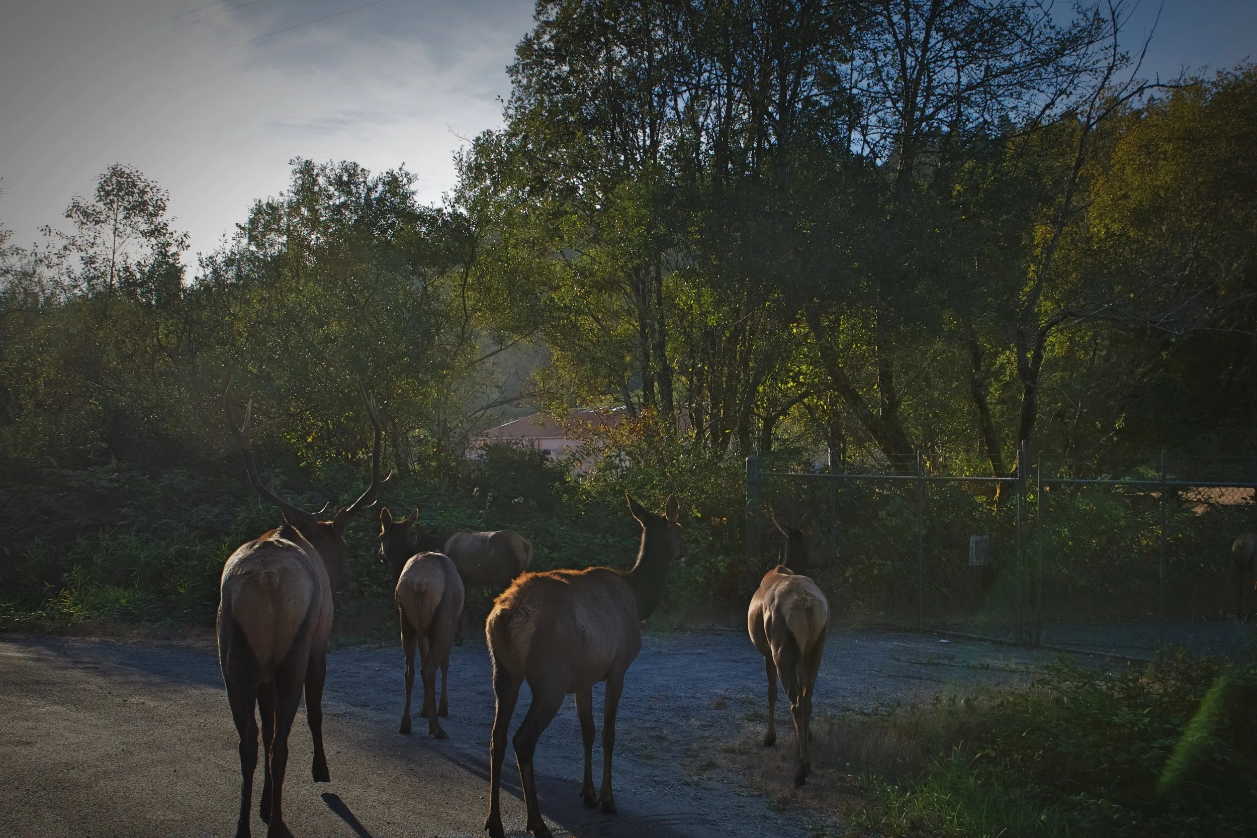 Besides hanging out in the meadows, the elk are often spotted in the wetlands near the coast.