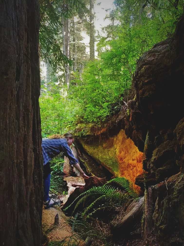 The bark of this fallen tree had peeled away to reveal very smooth curly redwood.