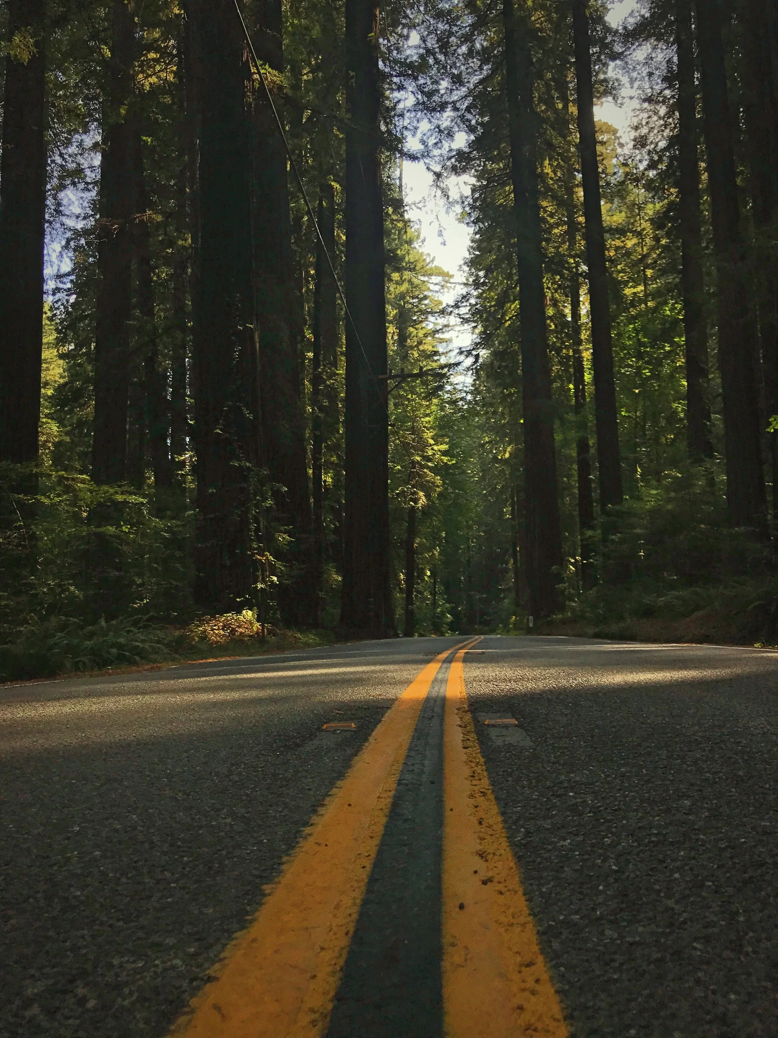 The Avenue of Giants is definitely a classic road trip experience.