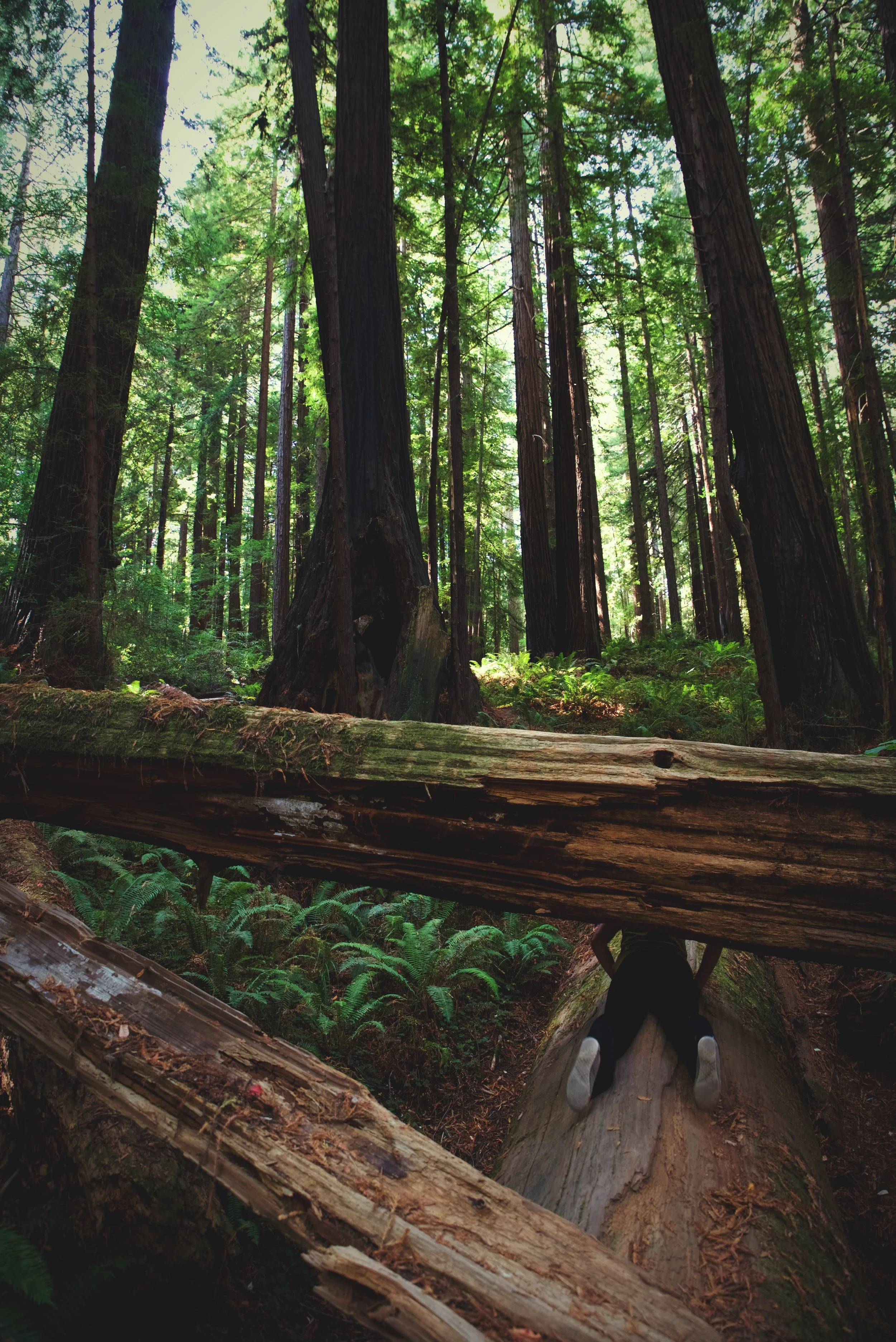 But then you end up having to crawl under a log like this.
