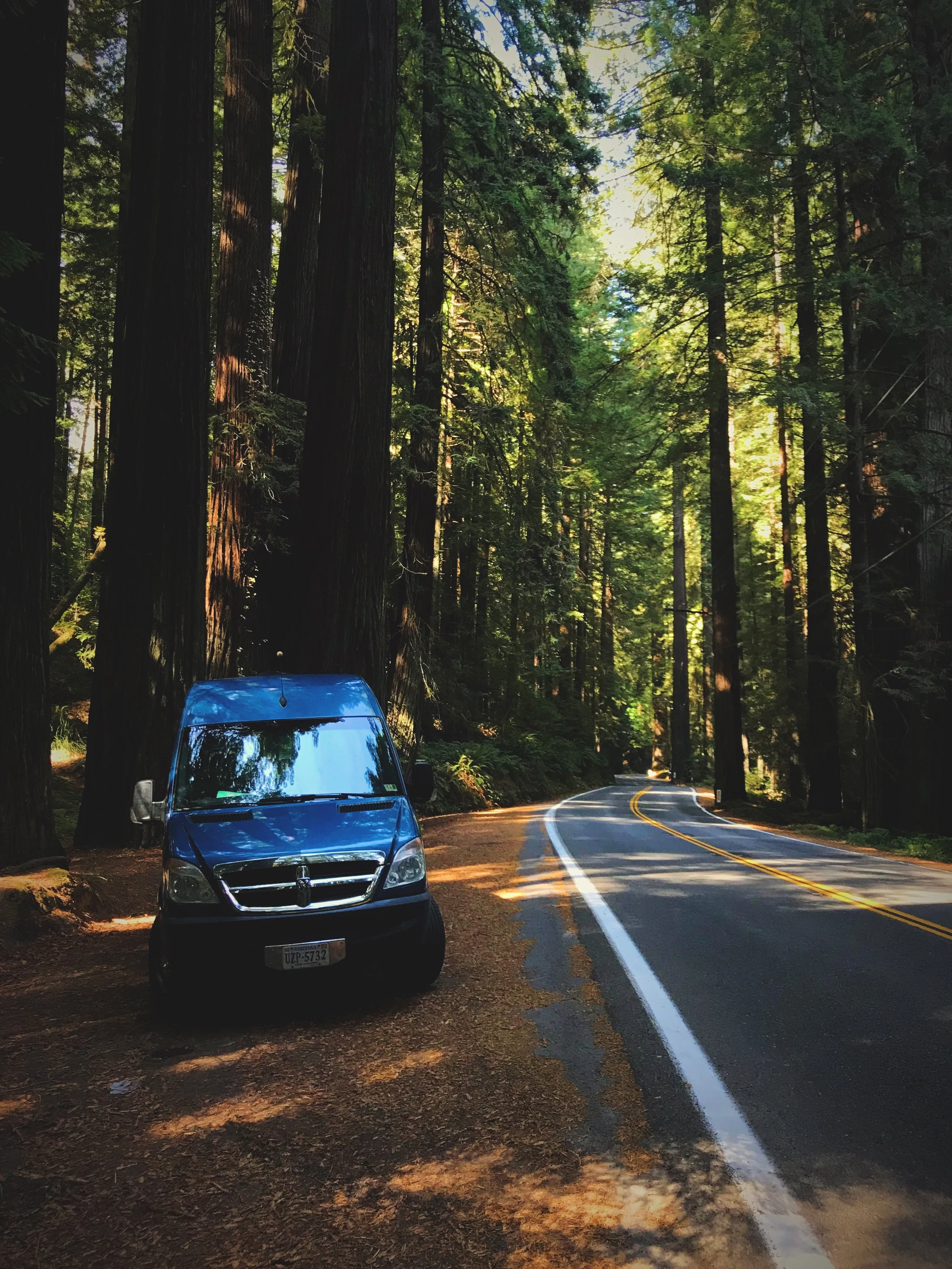 There are a lot of places to pull off along the Avenue of the Giants so you can explore the redwoods.