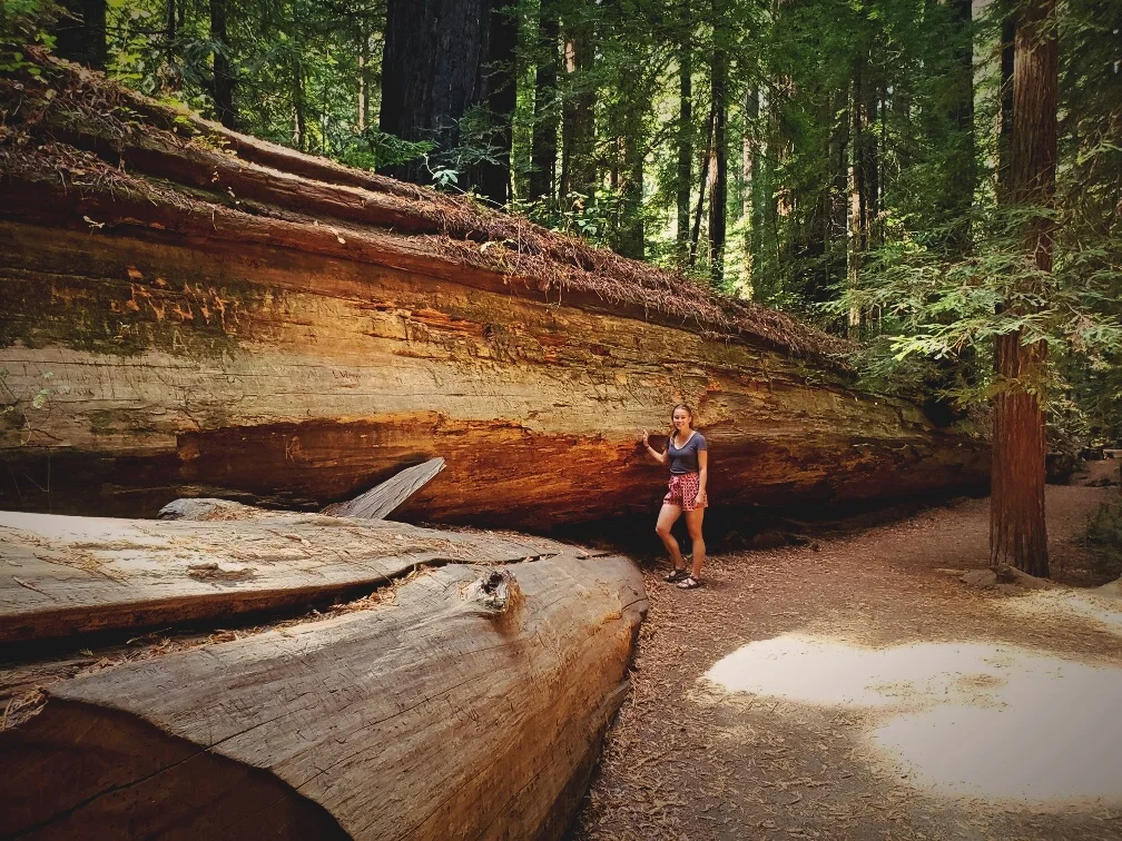The Dyerville Giant isn’t only long, it also has a huge circumference!