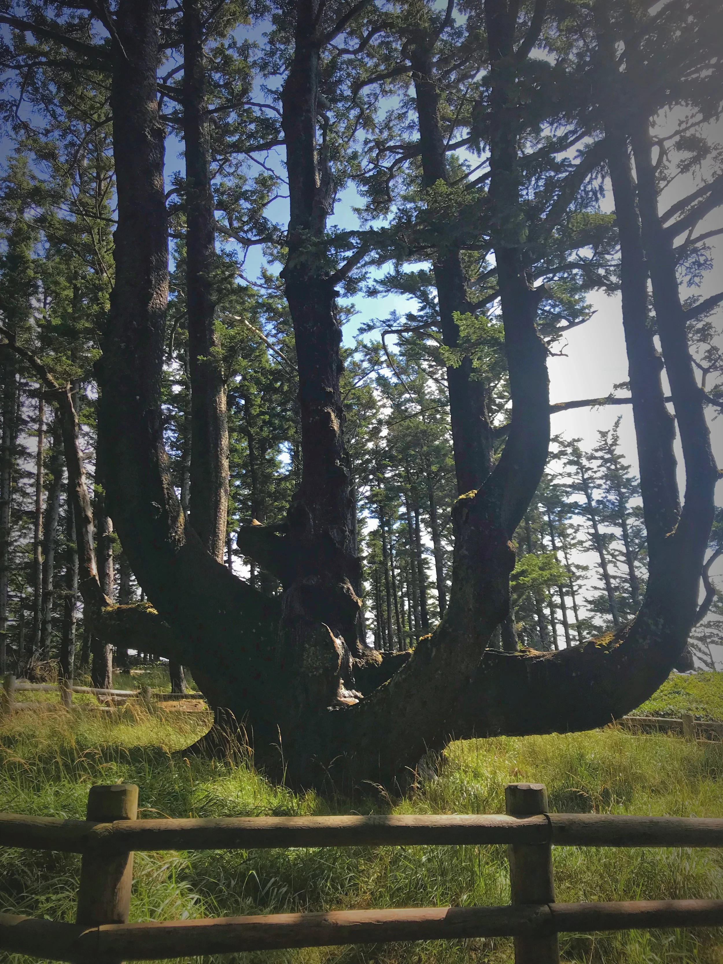 The Octopus Tree may have formed from natural forces such as a lightning strike or it may have been trained this way by indigenous people.