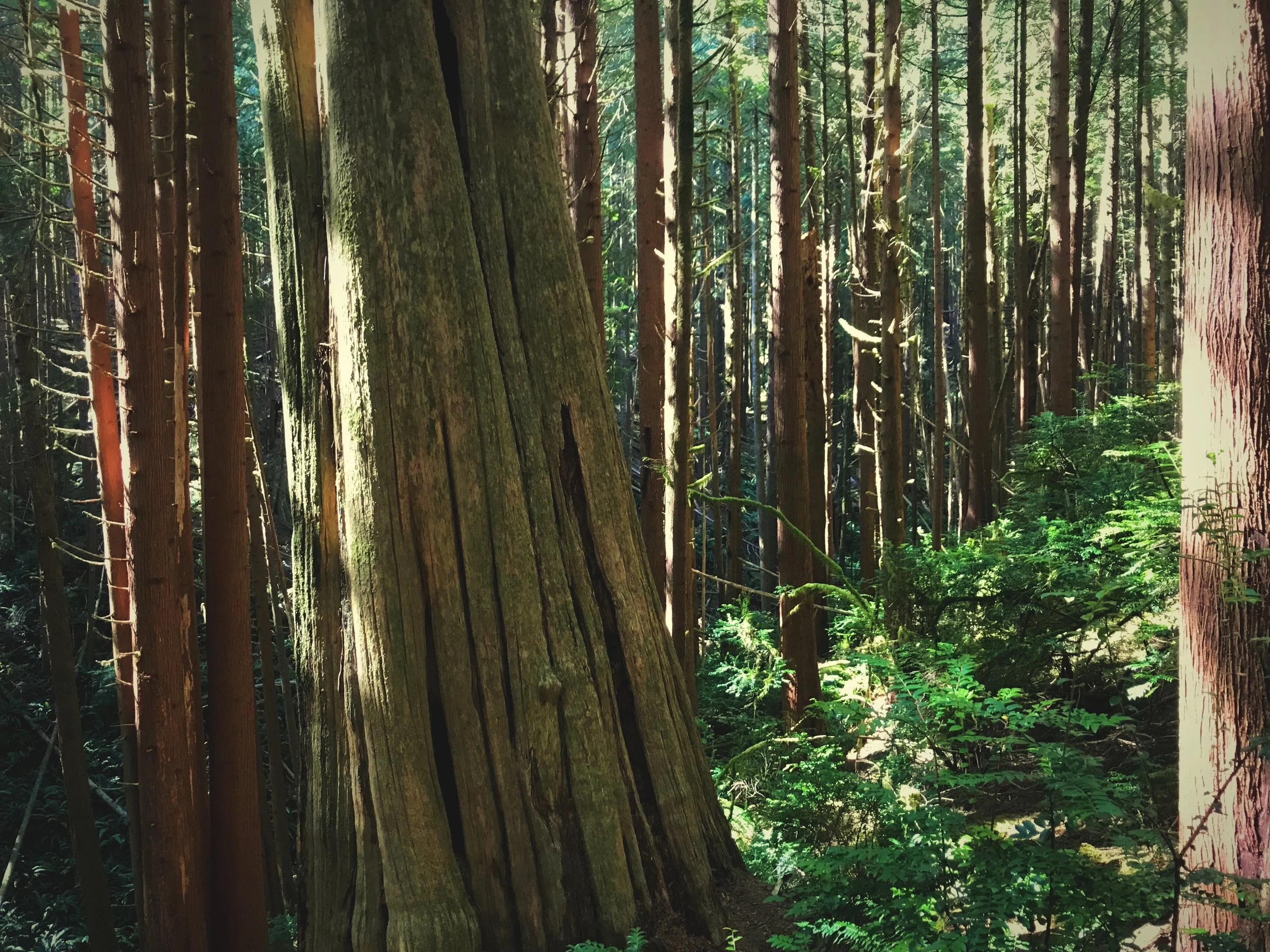 The Siltcoos Lake Trail takes you through a beautiful green and mossy trail in the Siuslaw National Forest.