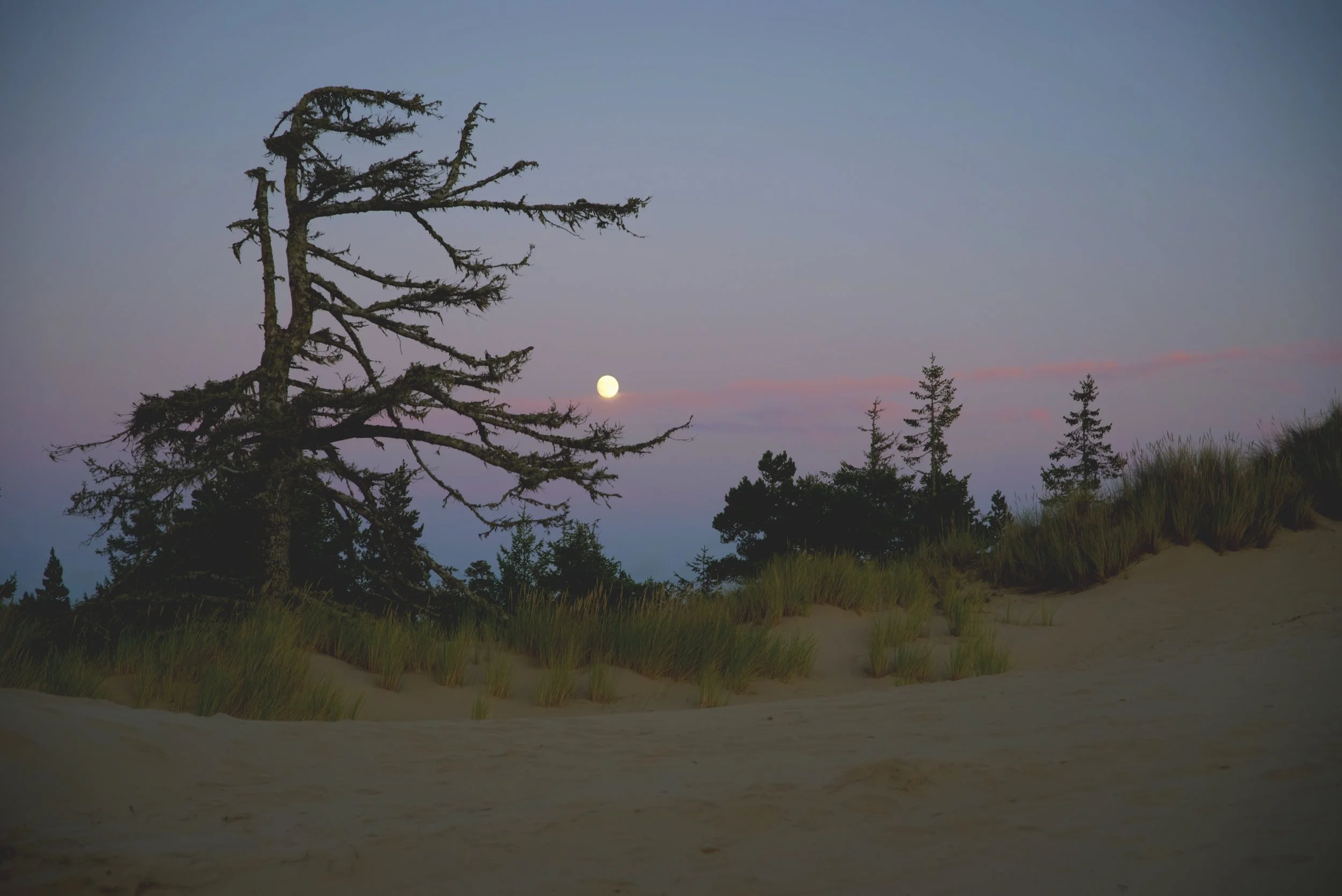 These scraggly shore pines somehow manage to survive in the poor soil of the dunes.