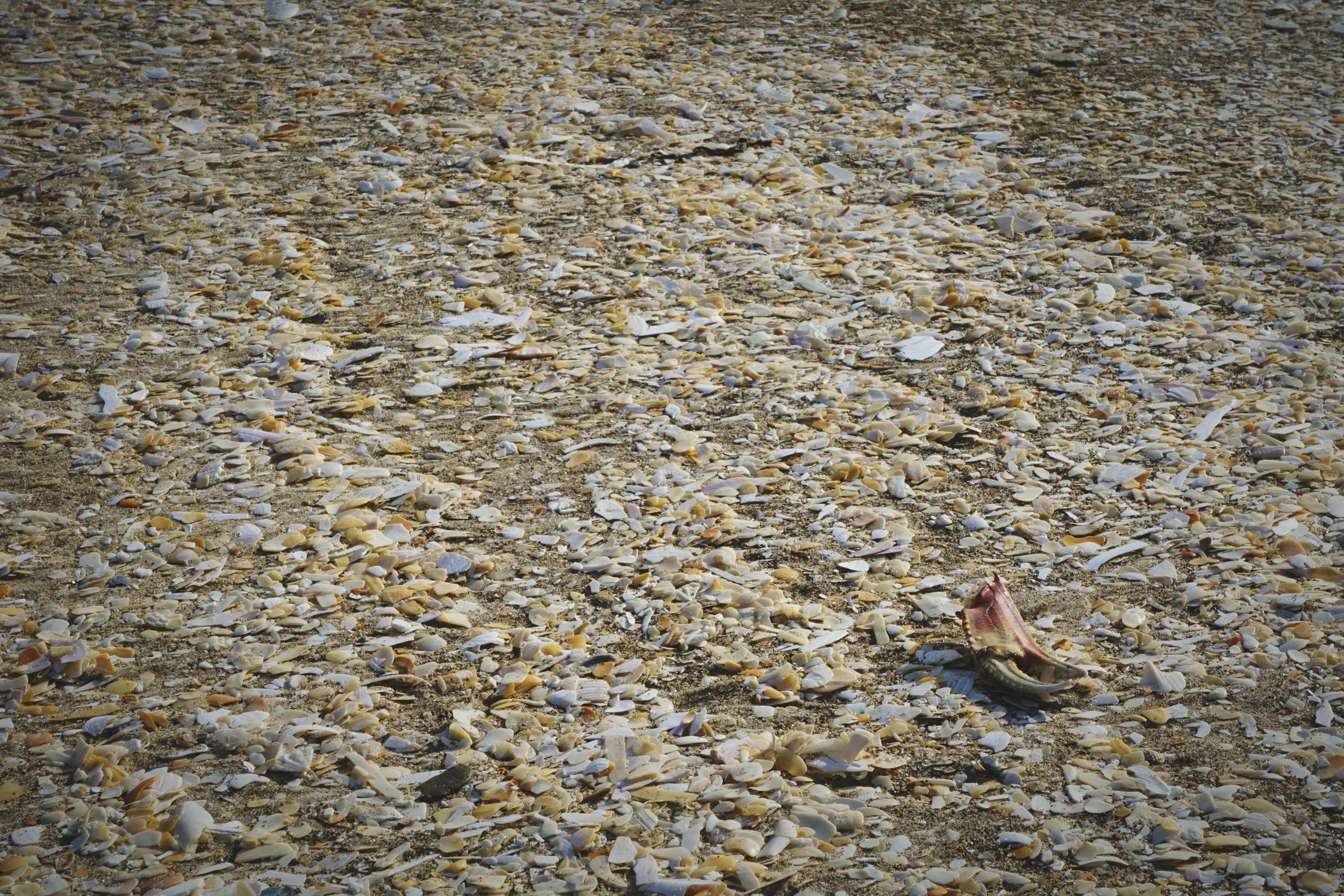 There are areas of the beach that are totally covered with broken shells.