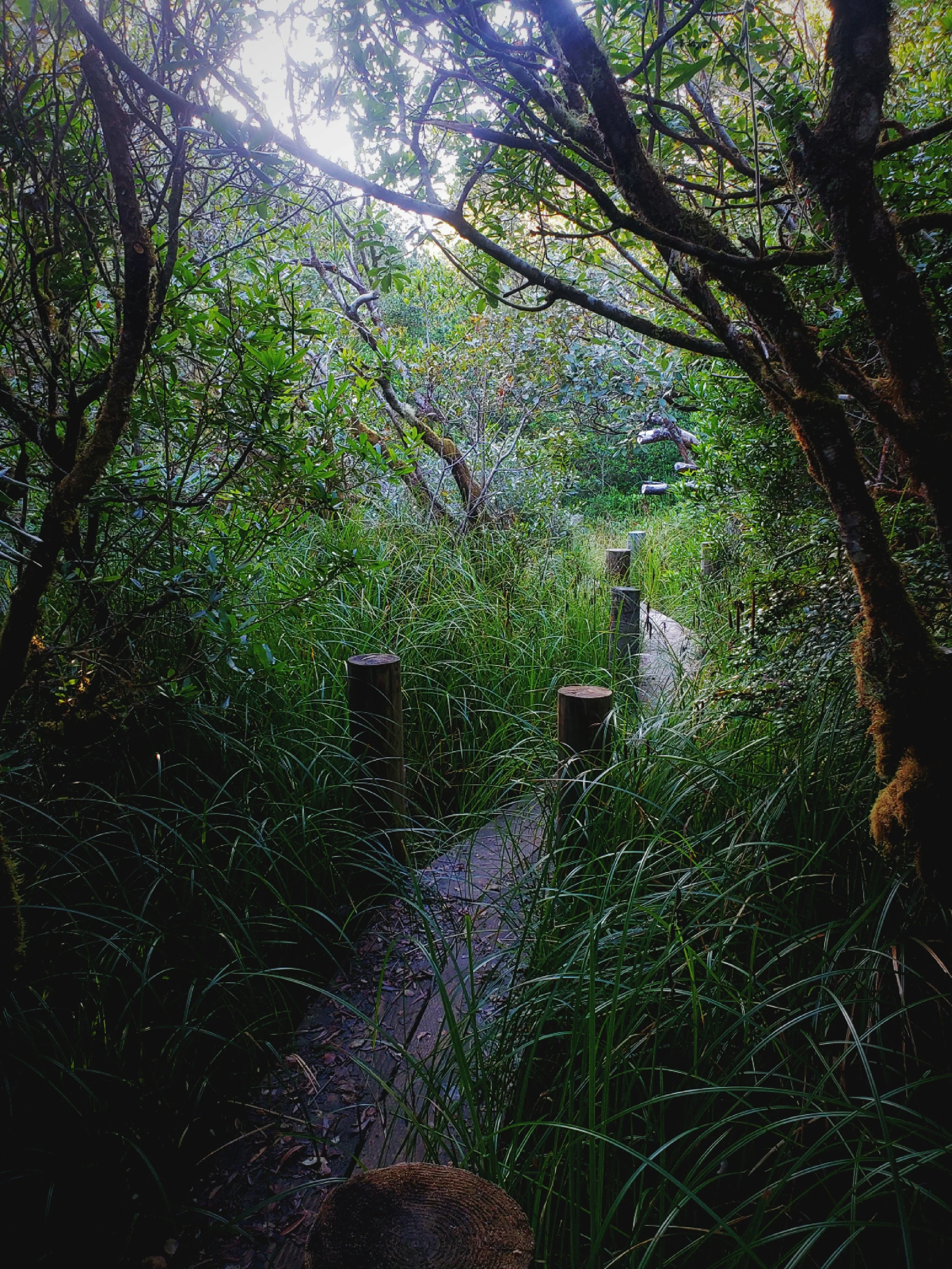 Before you get to the ocean, you have to cross a strip of trees.