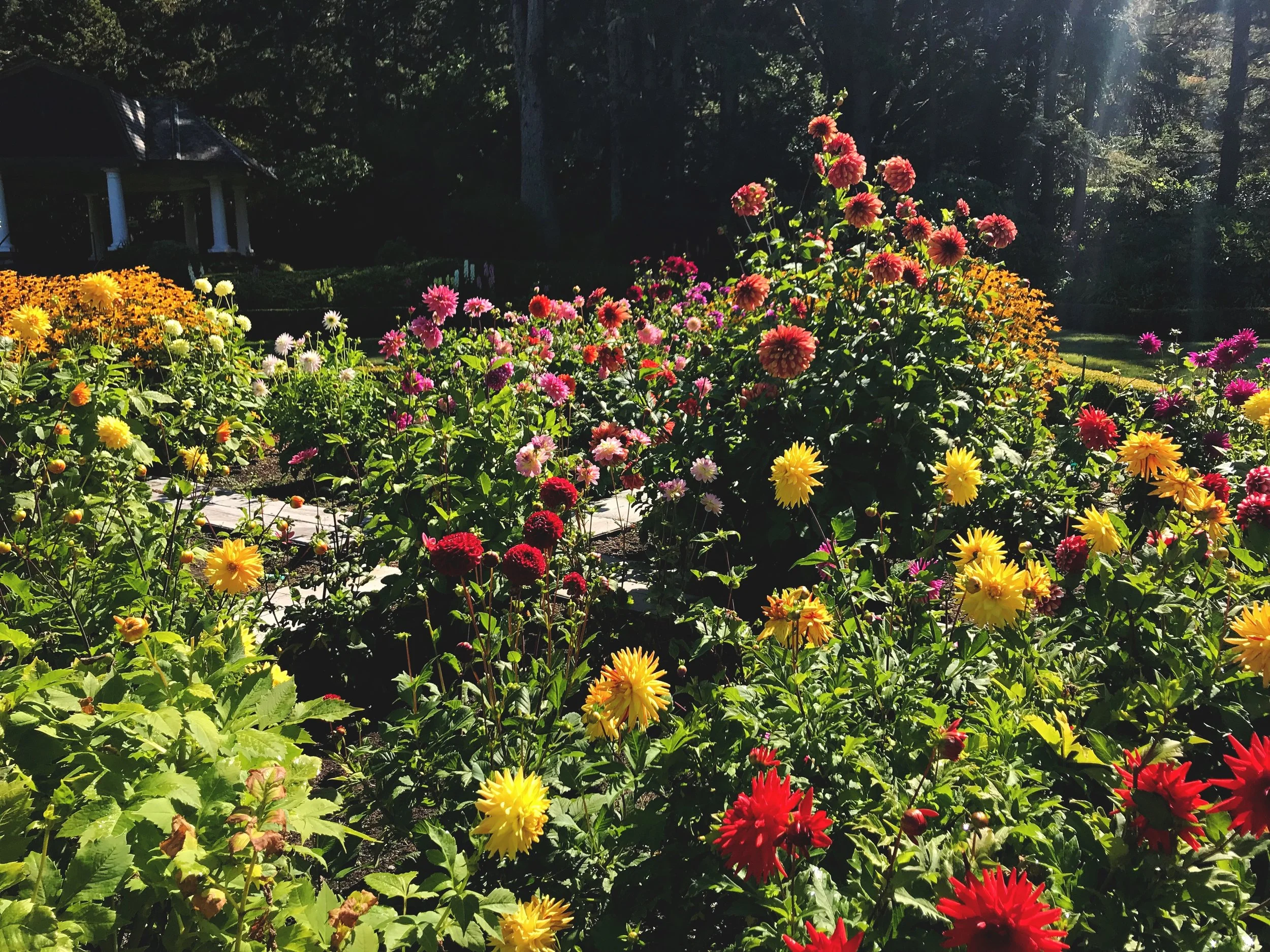 So many colorful blooms at Shore Acres State Park on the Cape Arago Highway.