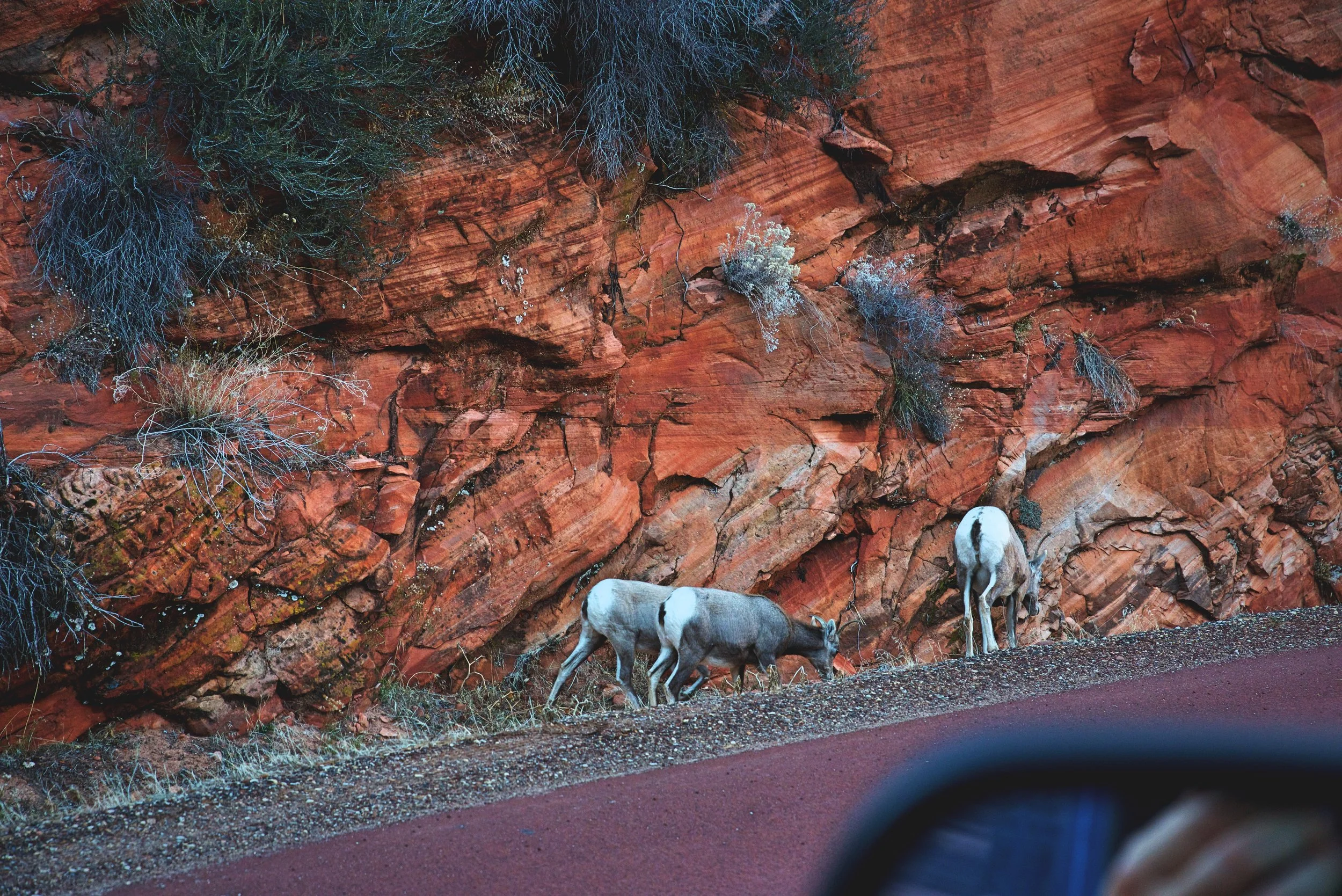 We spotted these desert bighorns while driving through Zion National Park in December