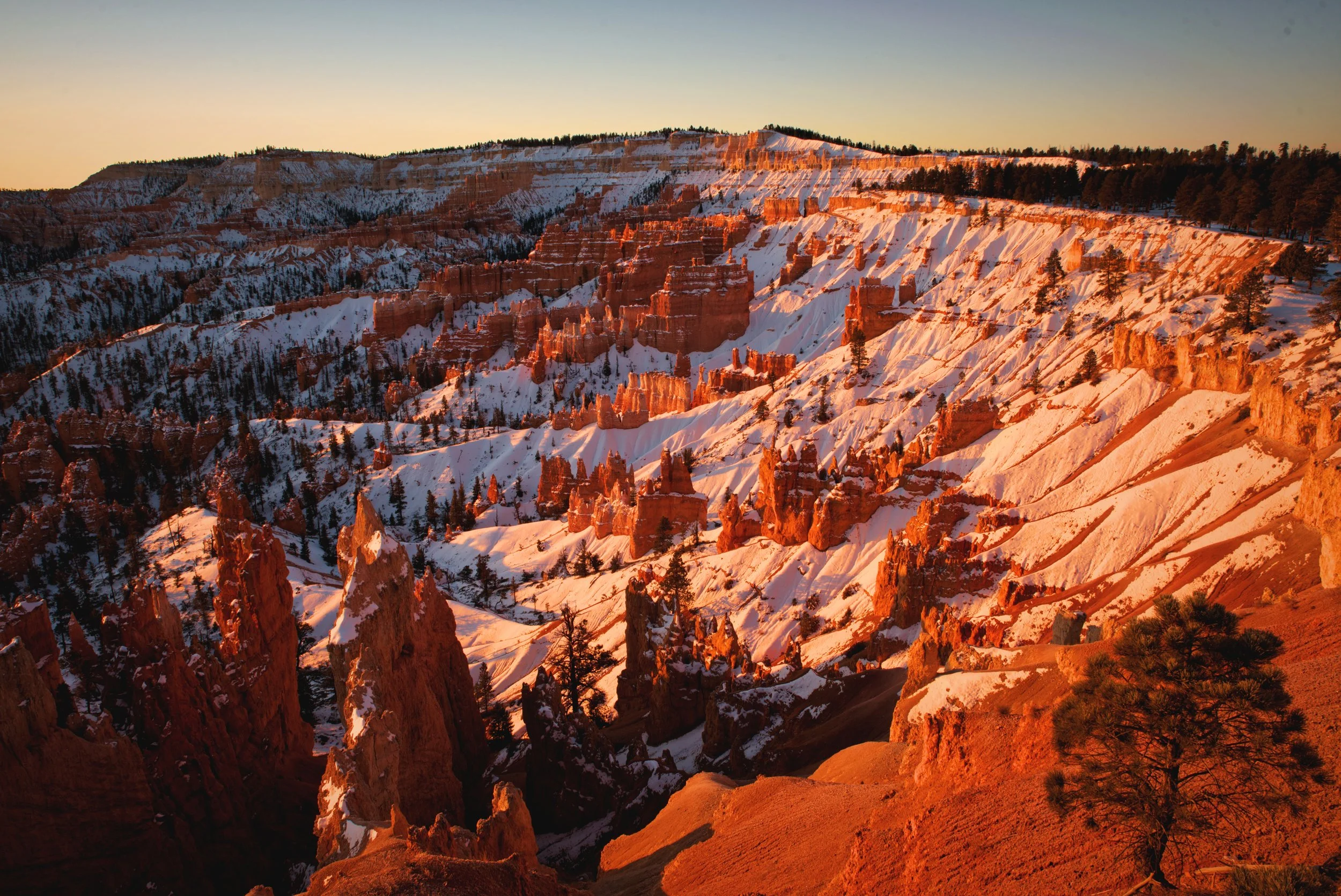 The sunrise projects a rosy light on the snow of Bryce Amphitheater.