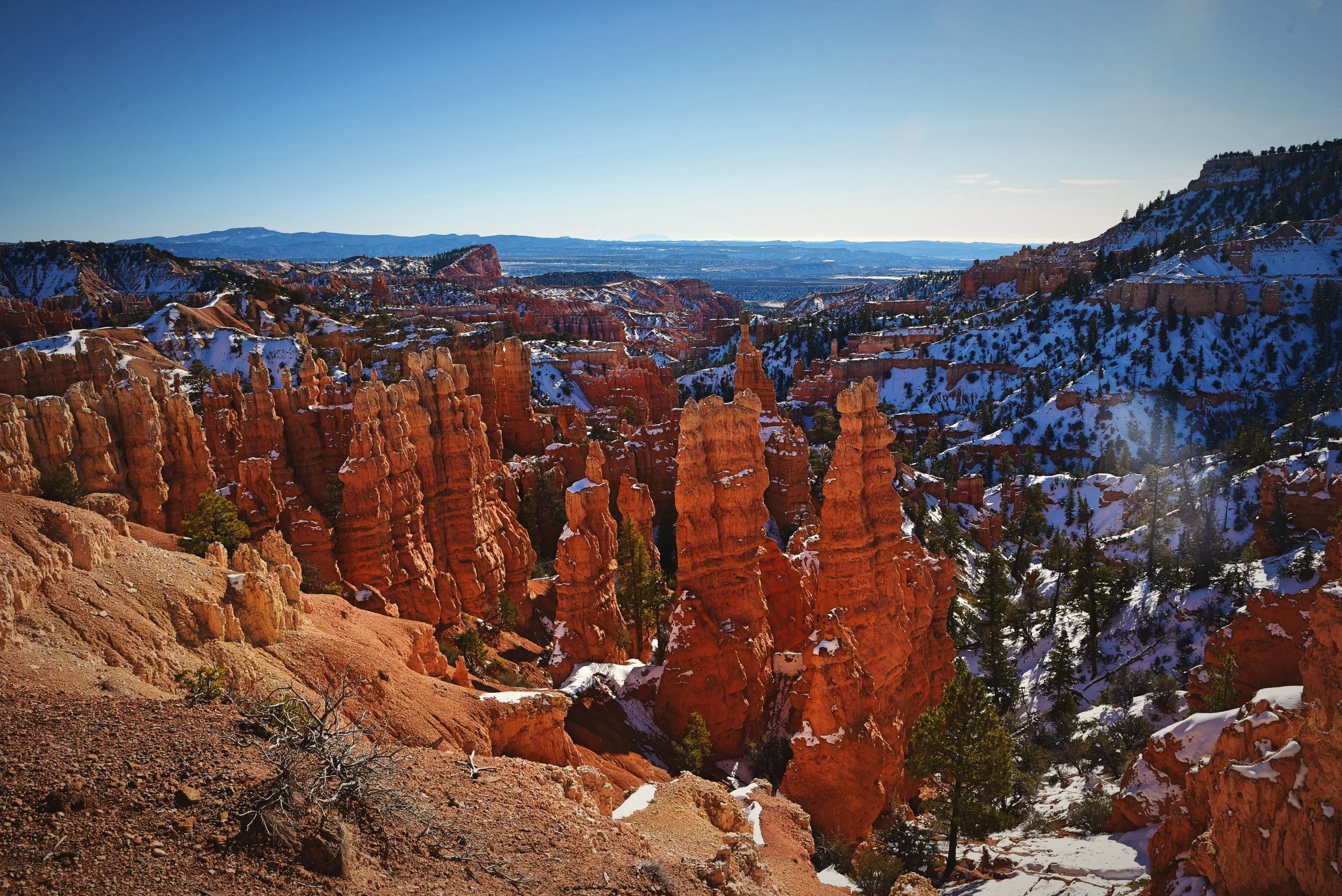The hoodoos in Fairyland are less eroded than those in Bryce Amphitheater so they are more bulbous.