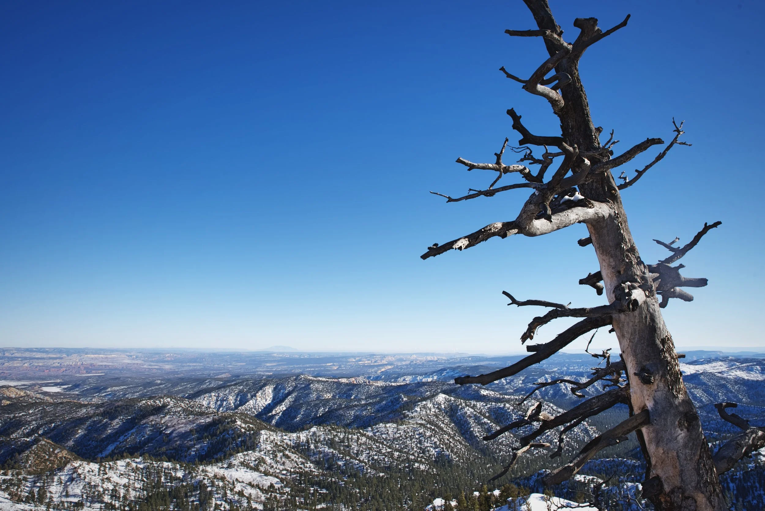 We thought this scraggly old tree really added to the view at Piracy Point. Bryce Canyon is also home to some ancient (though relatively young for the species) bristlecone pines.