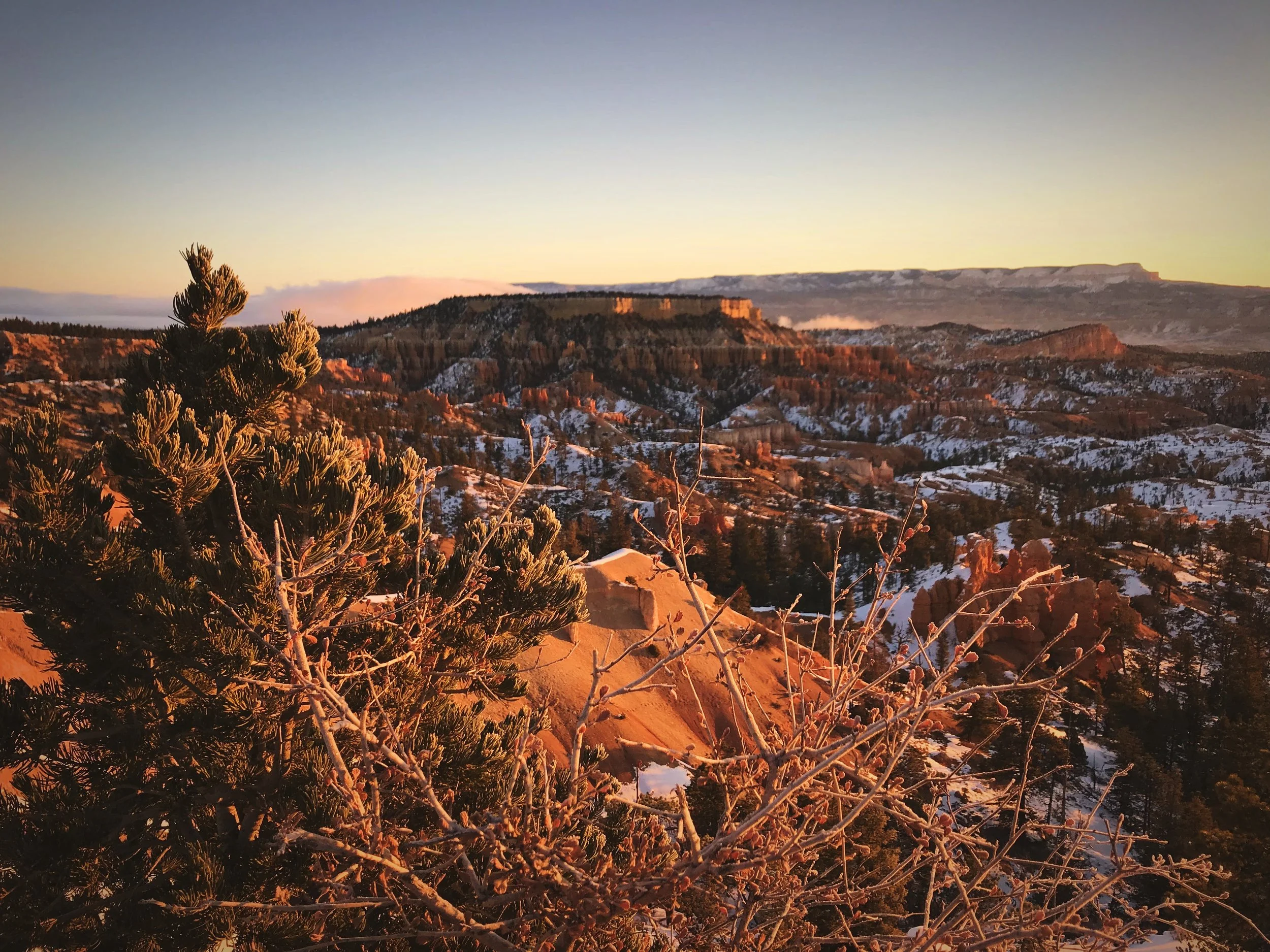 The frost even made scrubby bushes like these look gorgeous at sunrise.