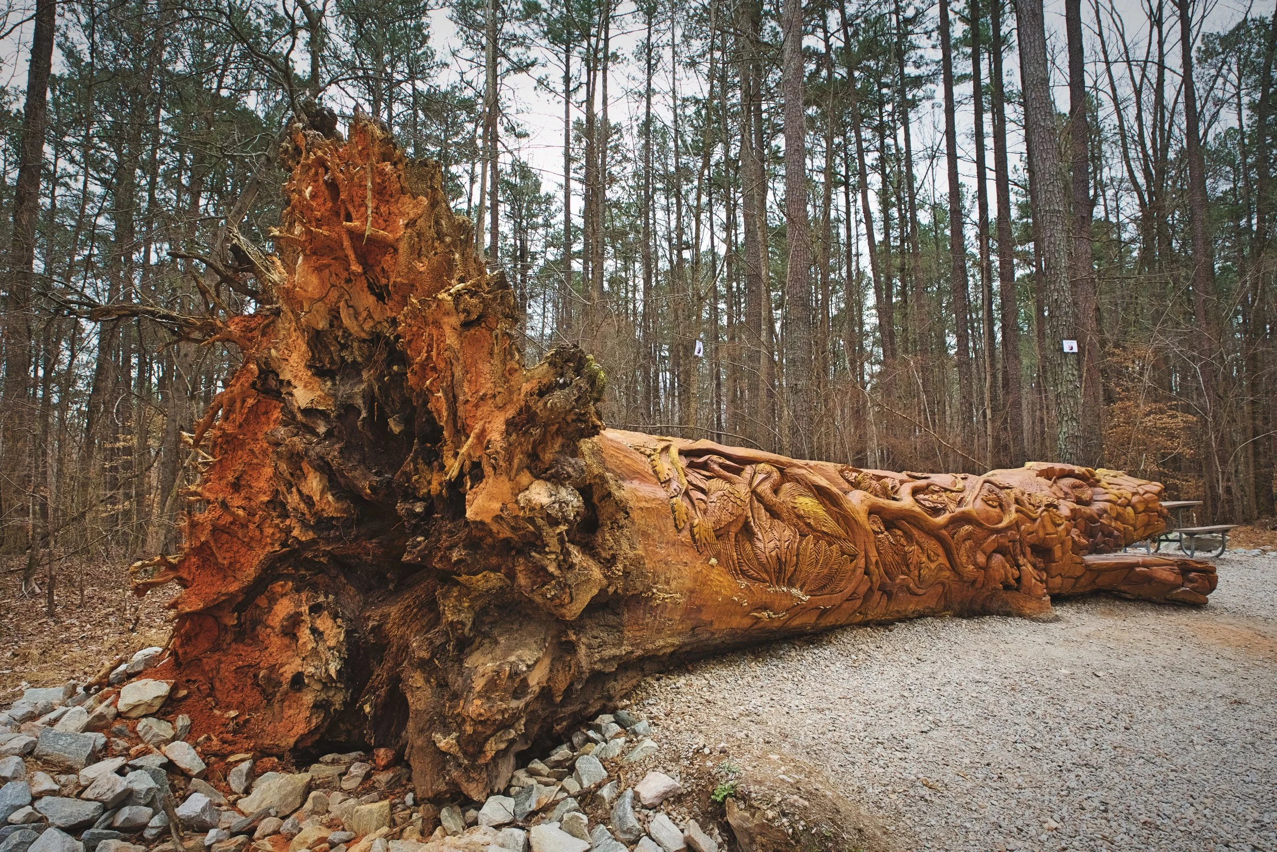 The chainsaw art is carved into the massive trunk of a fallen oak tree.