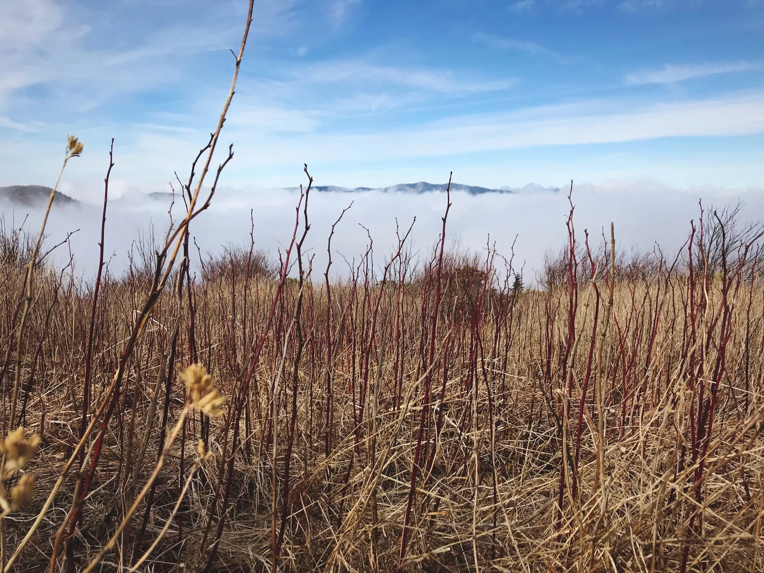 At some points on our hike we actually climbed above the clouds.