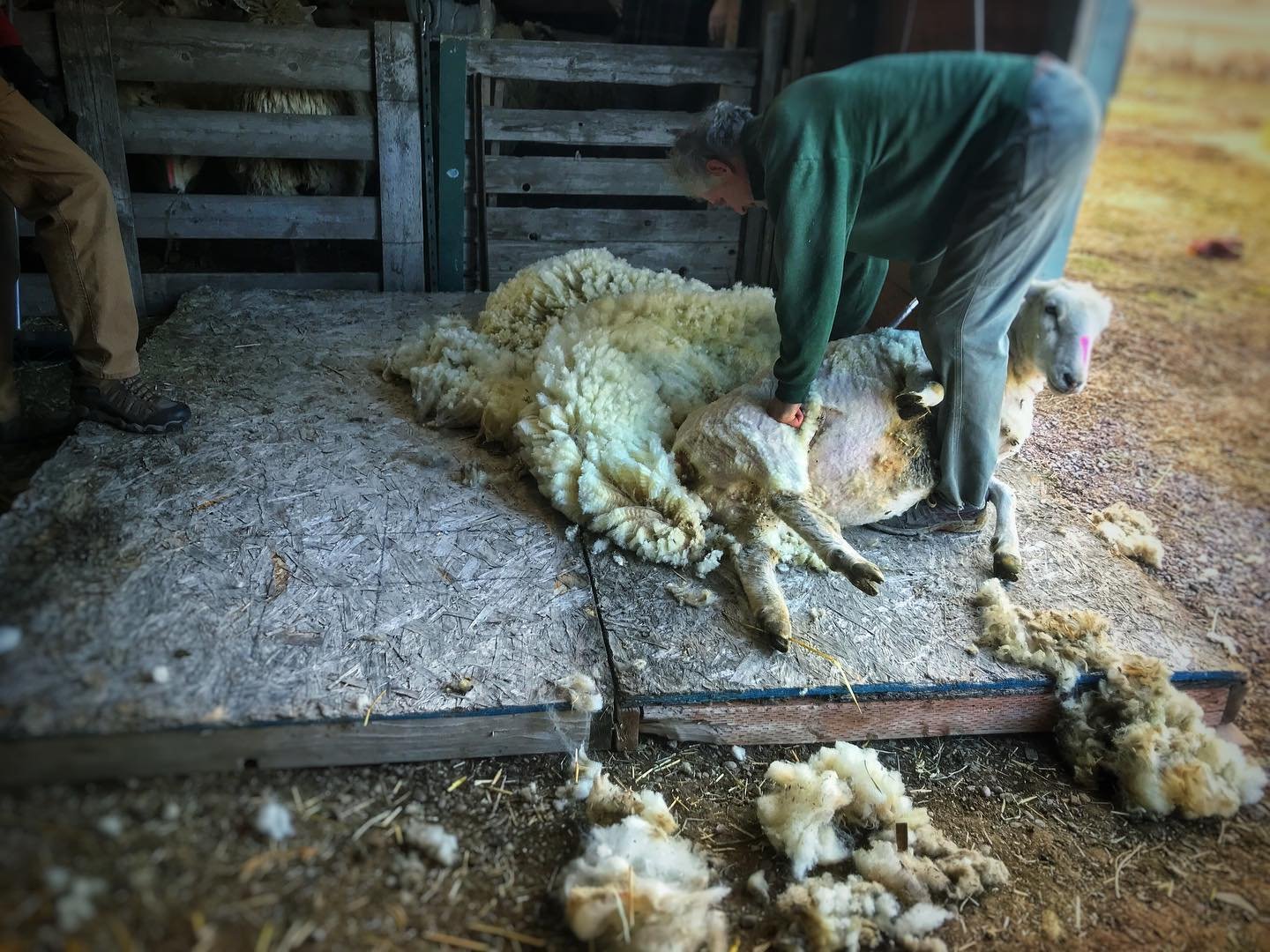 It&rsquo;s always a blast to be part of the crew at the sheep shearing at Glenwood Farm. Ian wrangled about 45 ewes last Sunday to line them up for their haircut. ✂️
.
.
.
.
.
#sheepshearing #sheep #wool #sustainableagriculture #smallfarm #agripics #