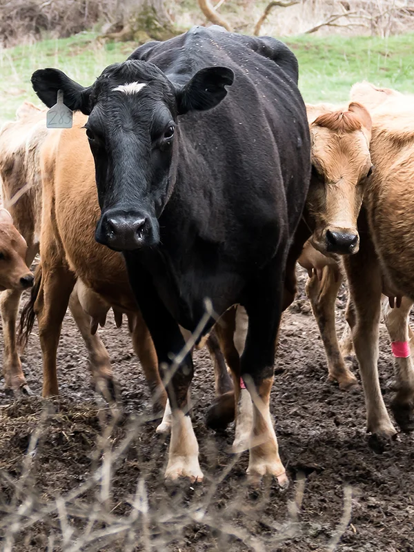 tyler-cows.jpg