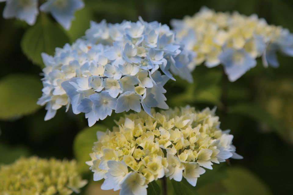Church pretty pic hydrangea .jpg