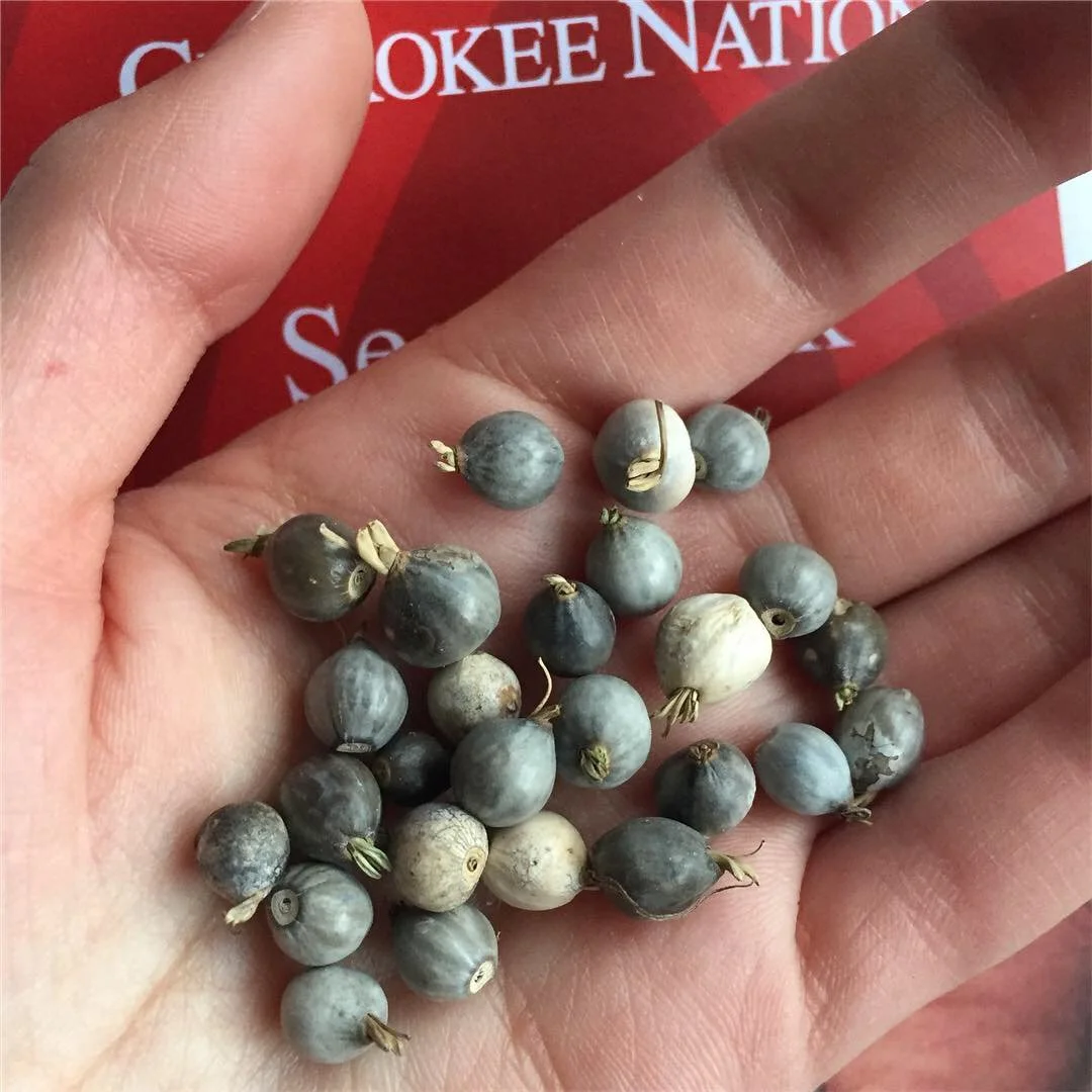 Culture Night: Nature beads