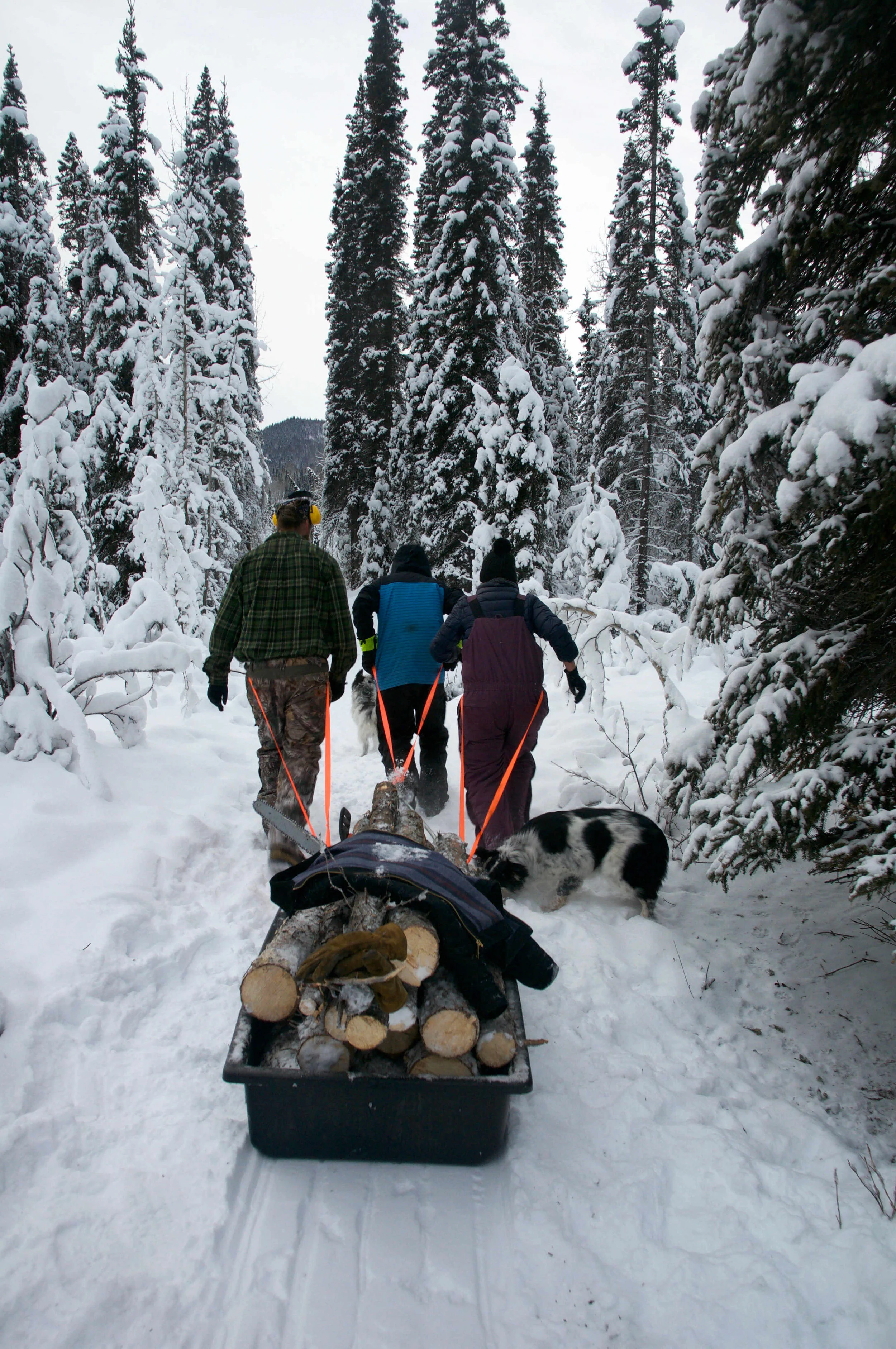 Ali Towers, Scott Anthony and their friend Isaac Hinckley pulling their logging sled after cutting down a tree.